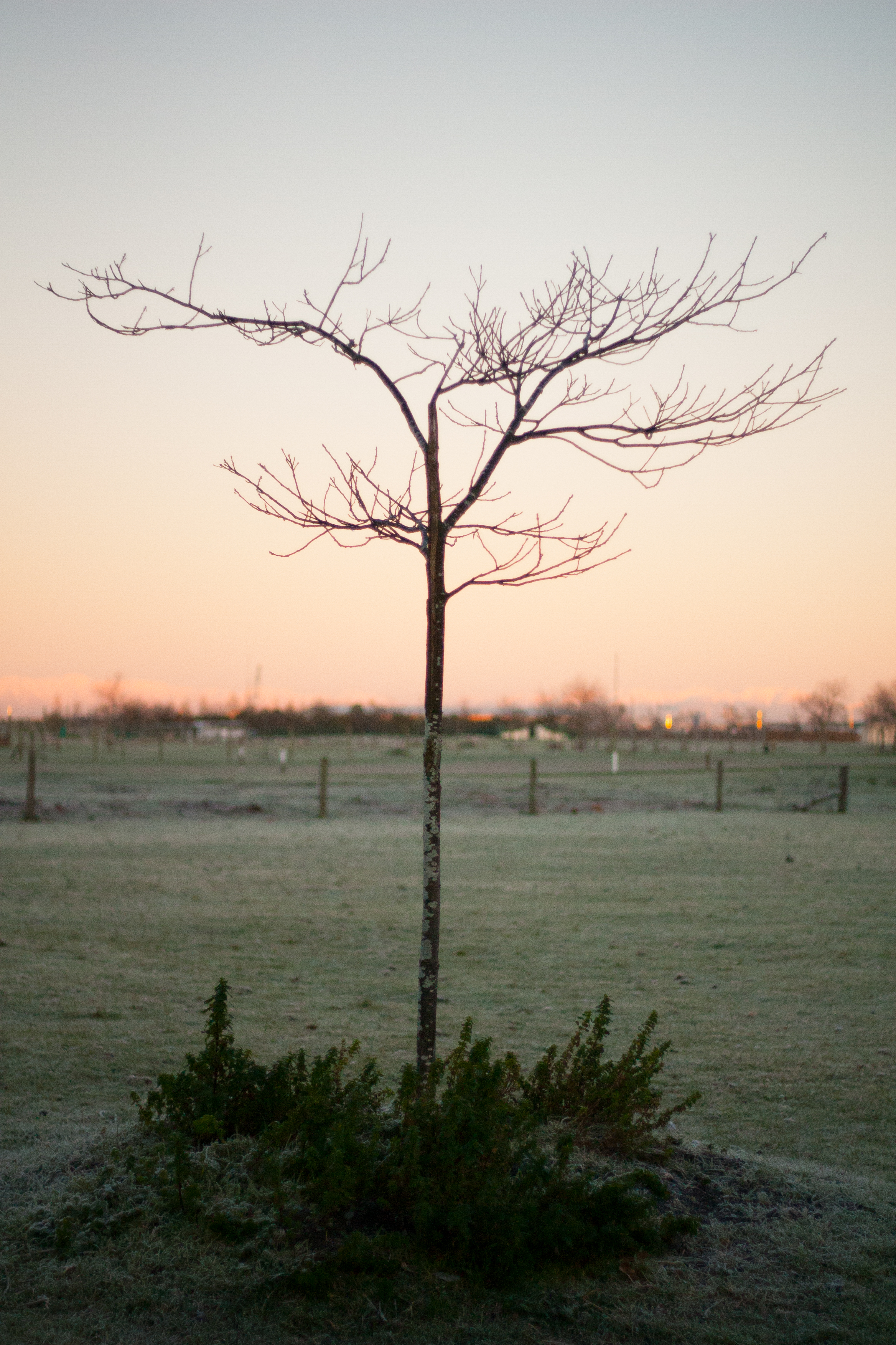 naked at first light
