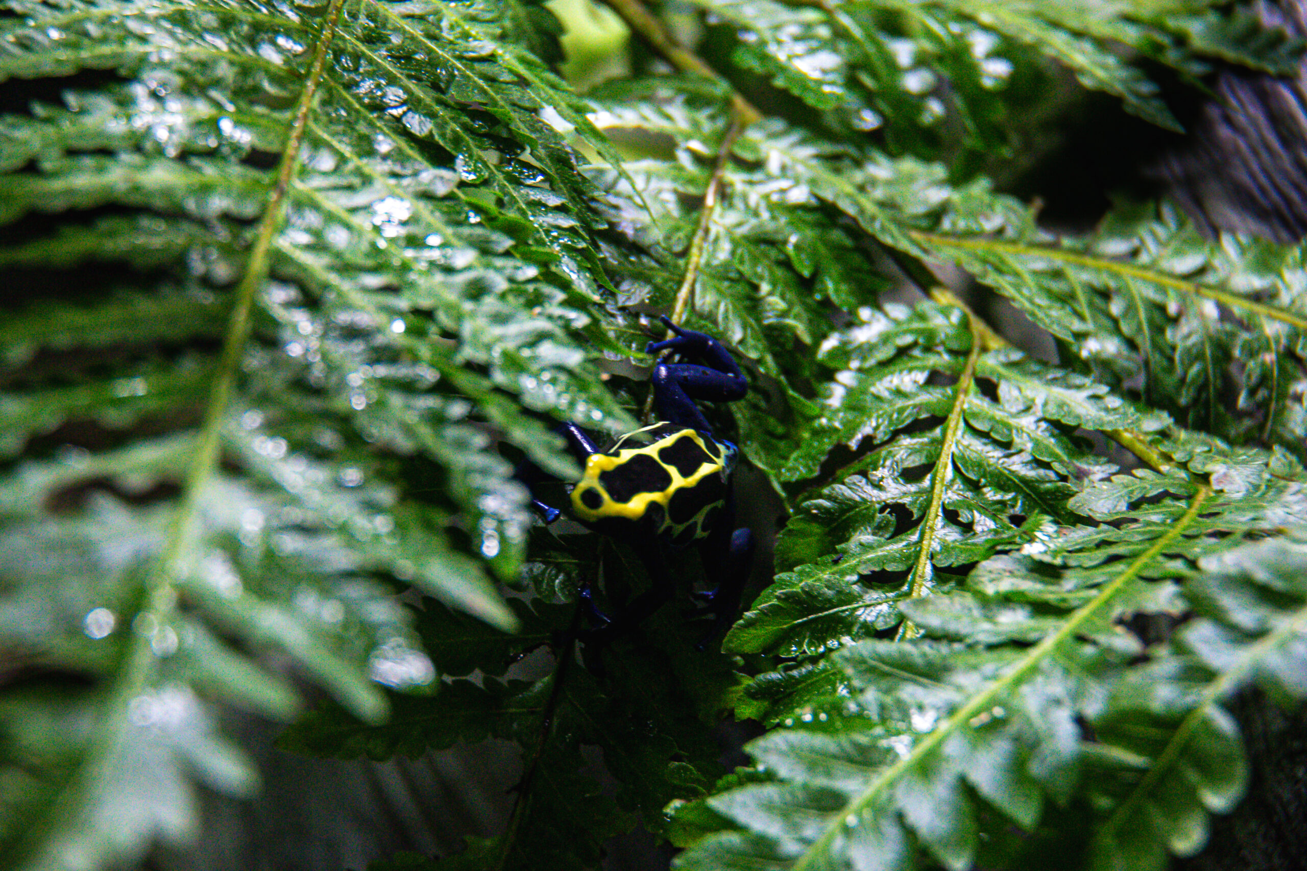 between two ferns