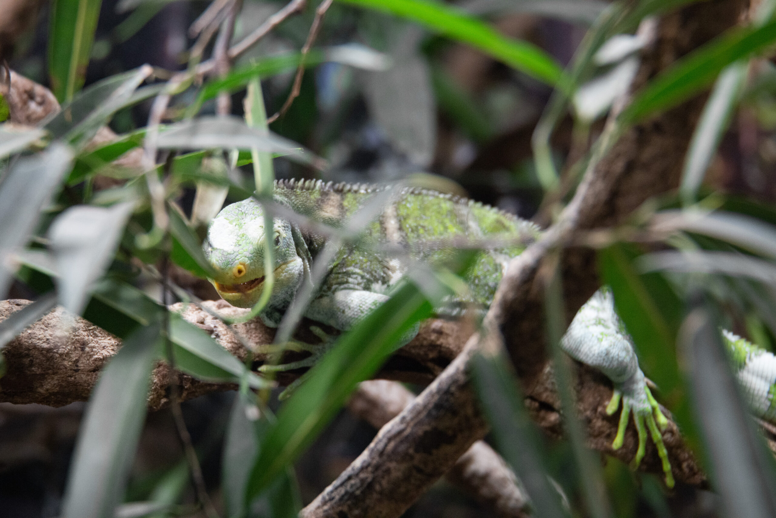 camouflaged