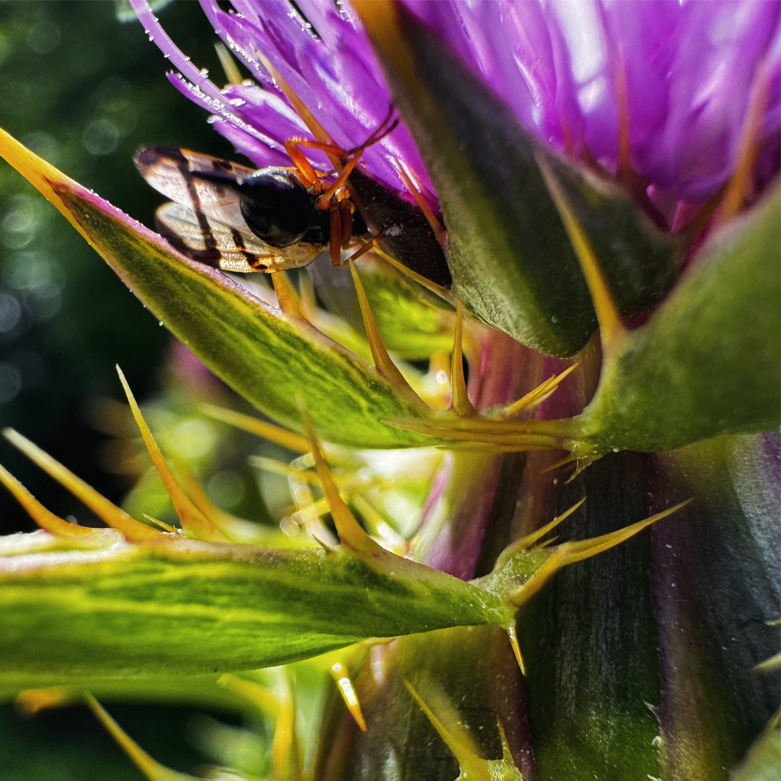 thistle