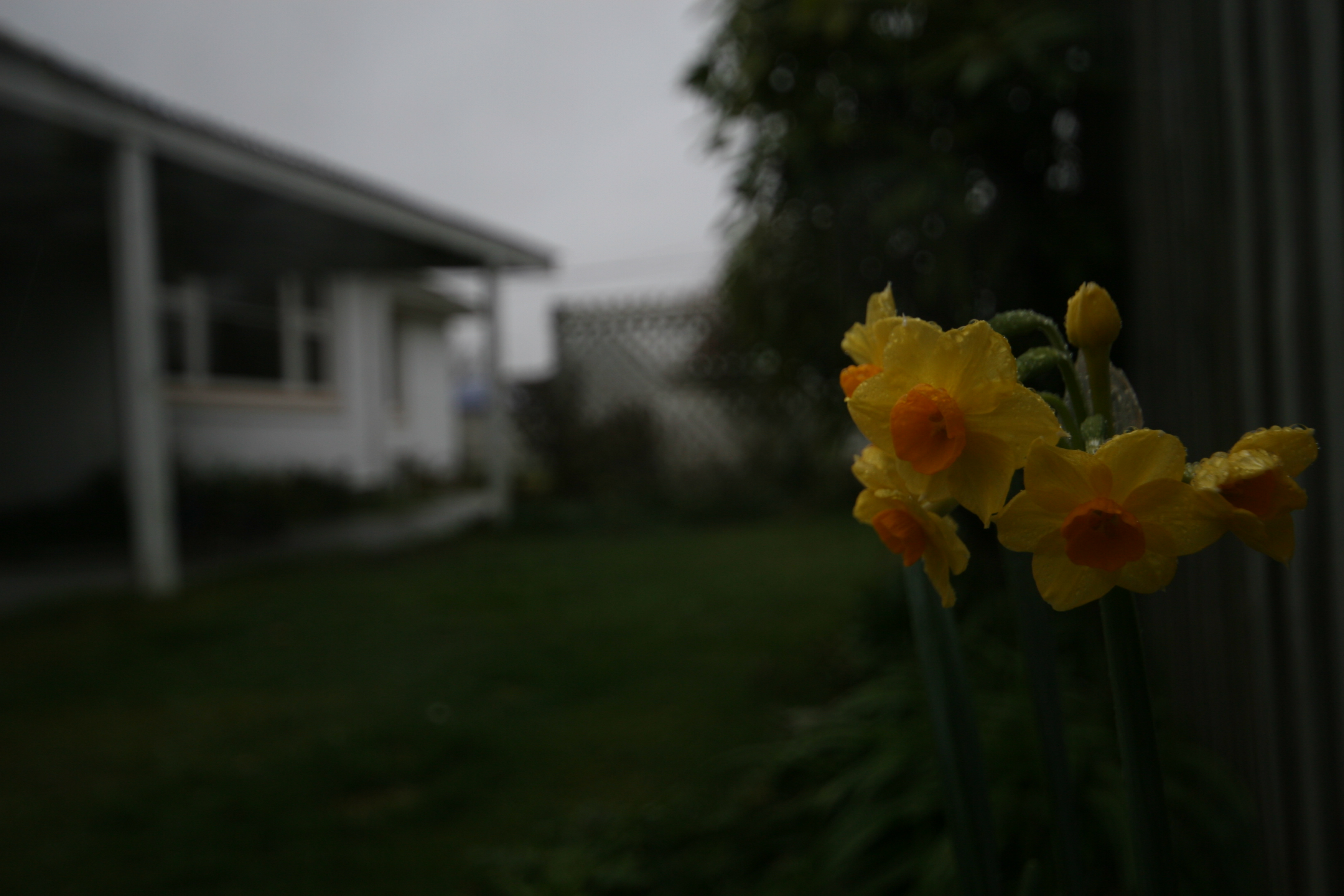 jonquils