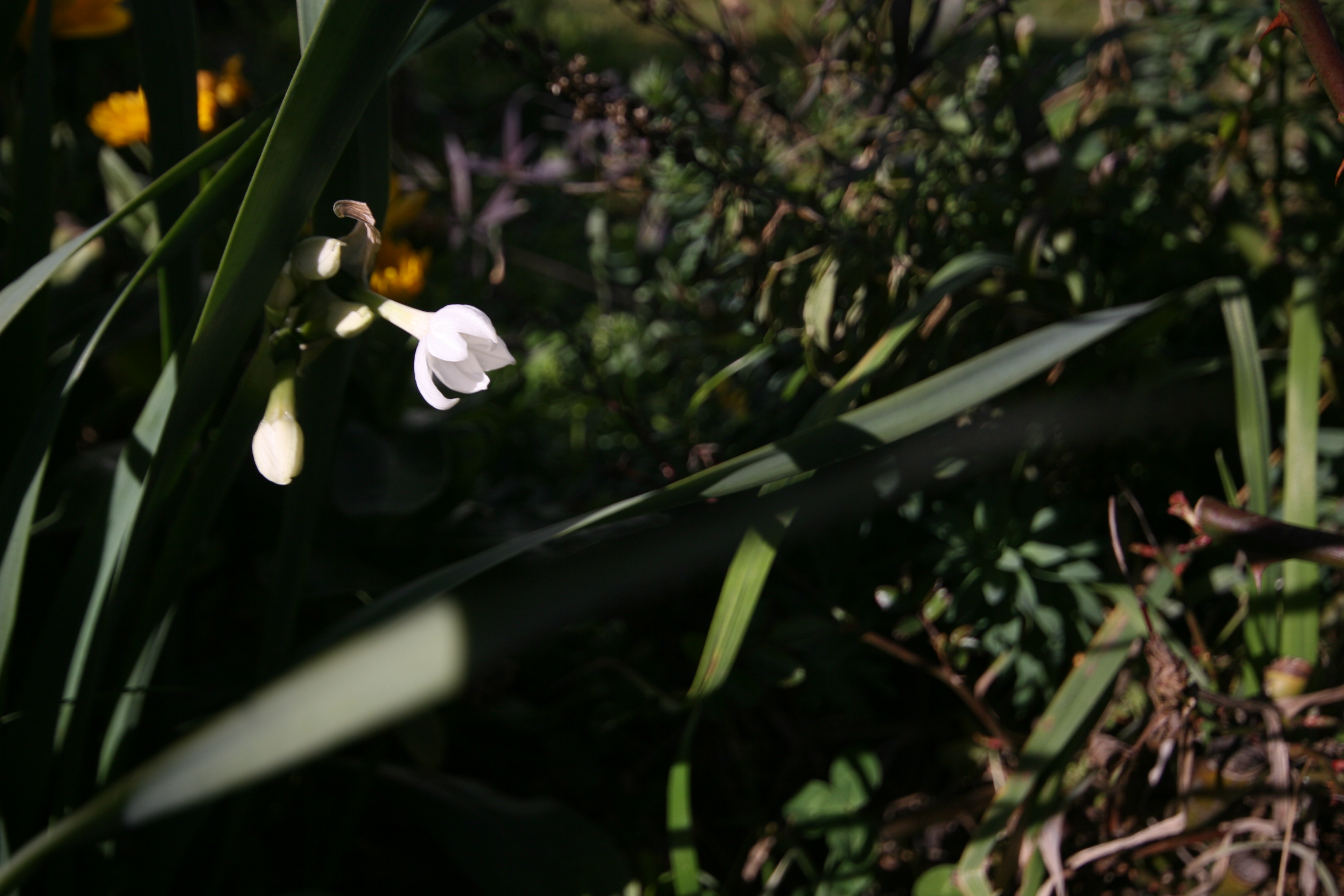 jonquil