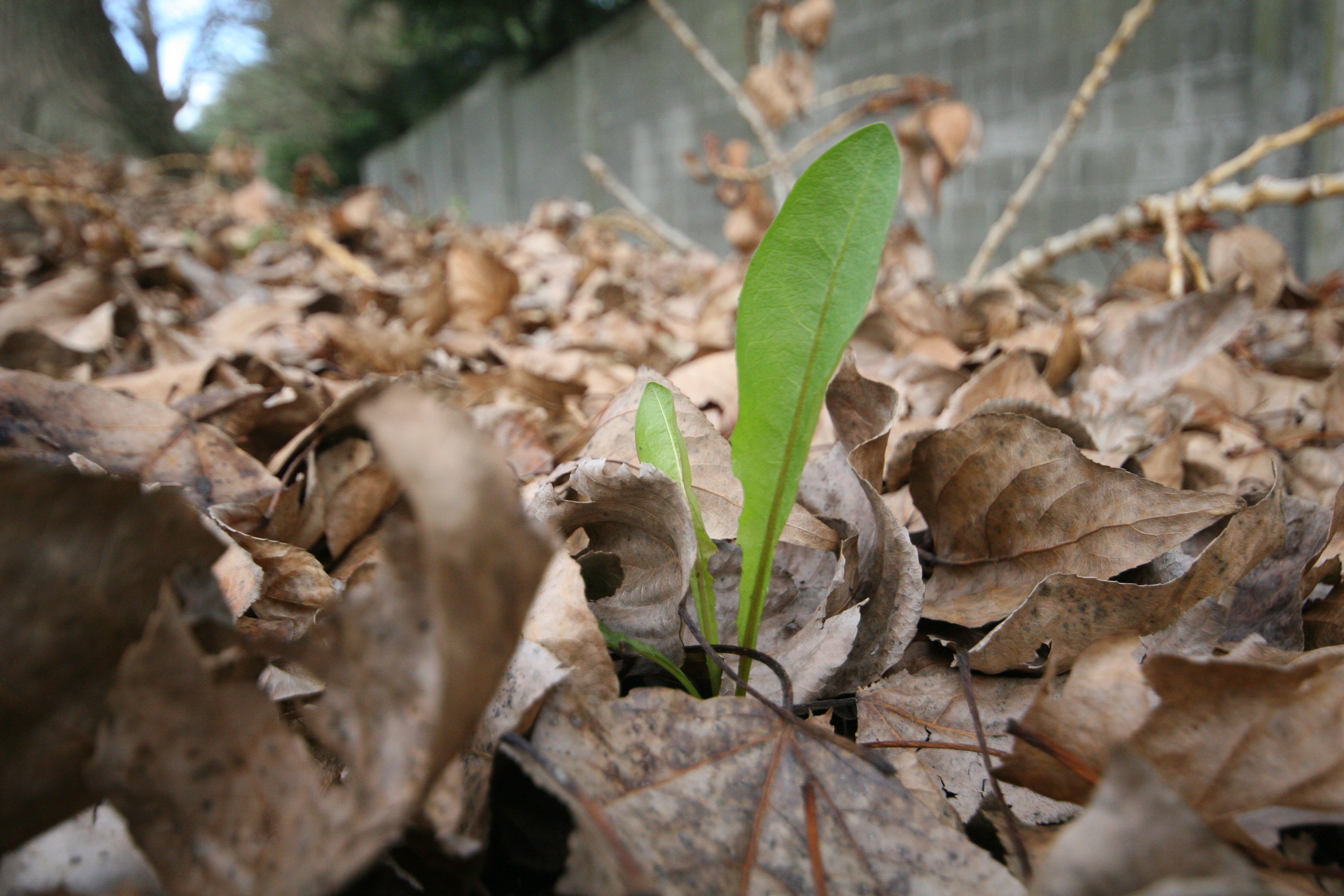 sign of life