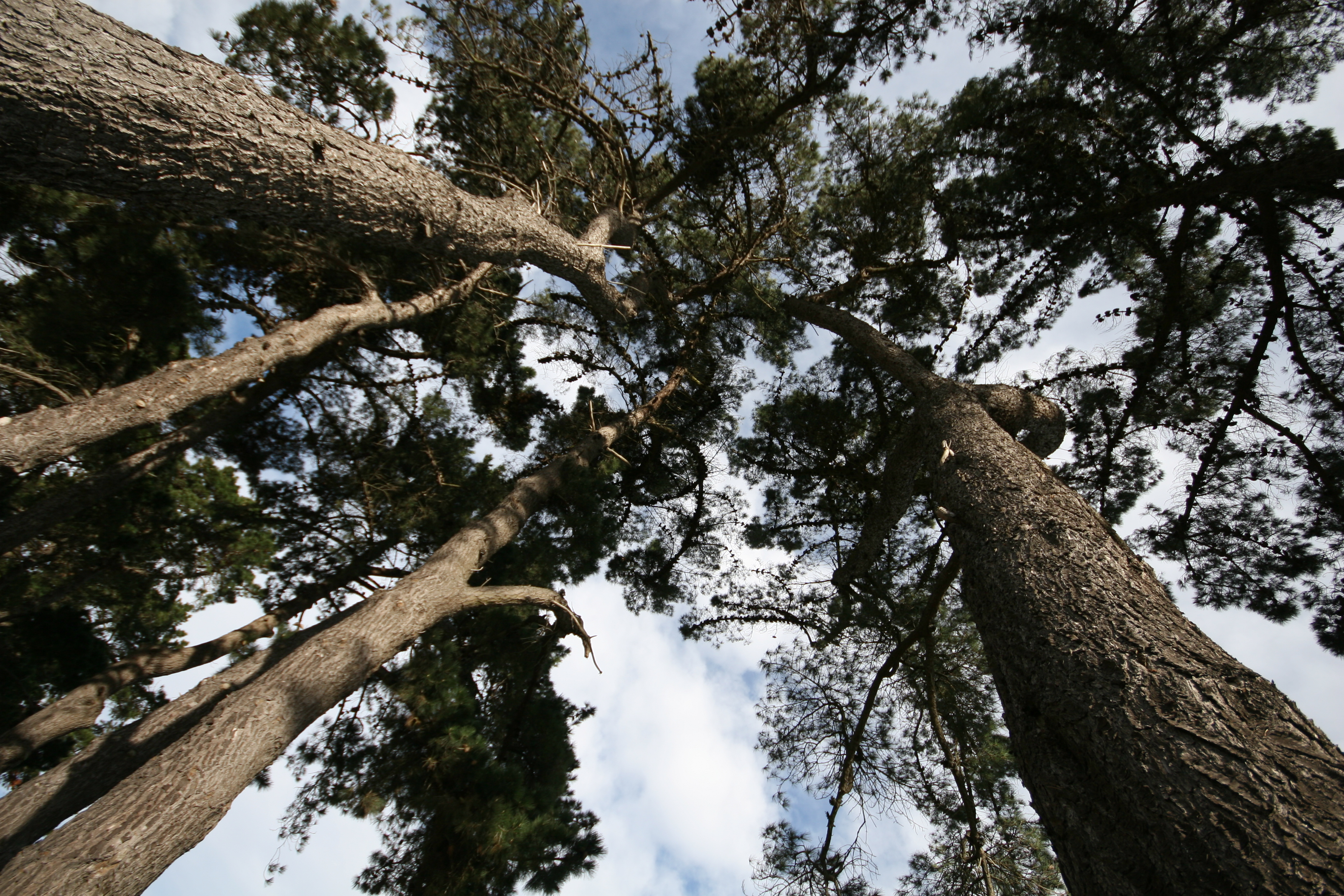 reaching to the sky