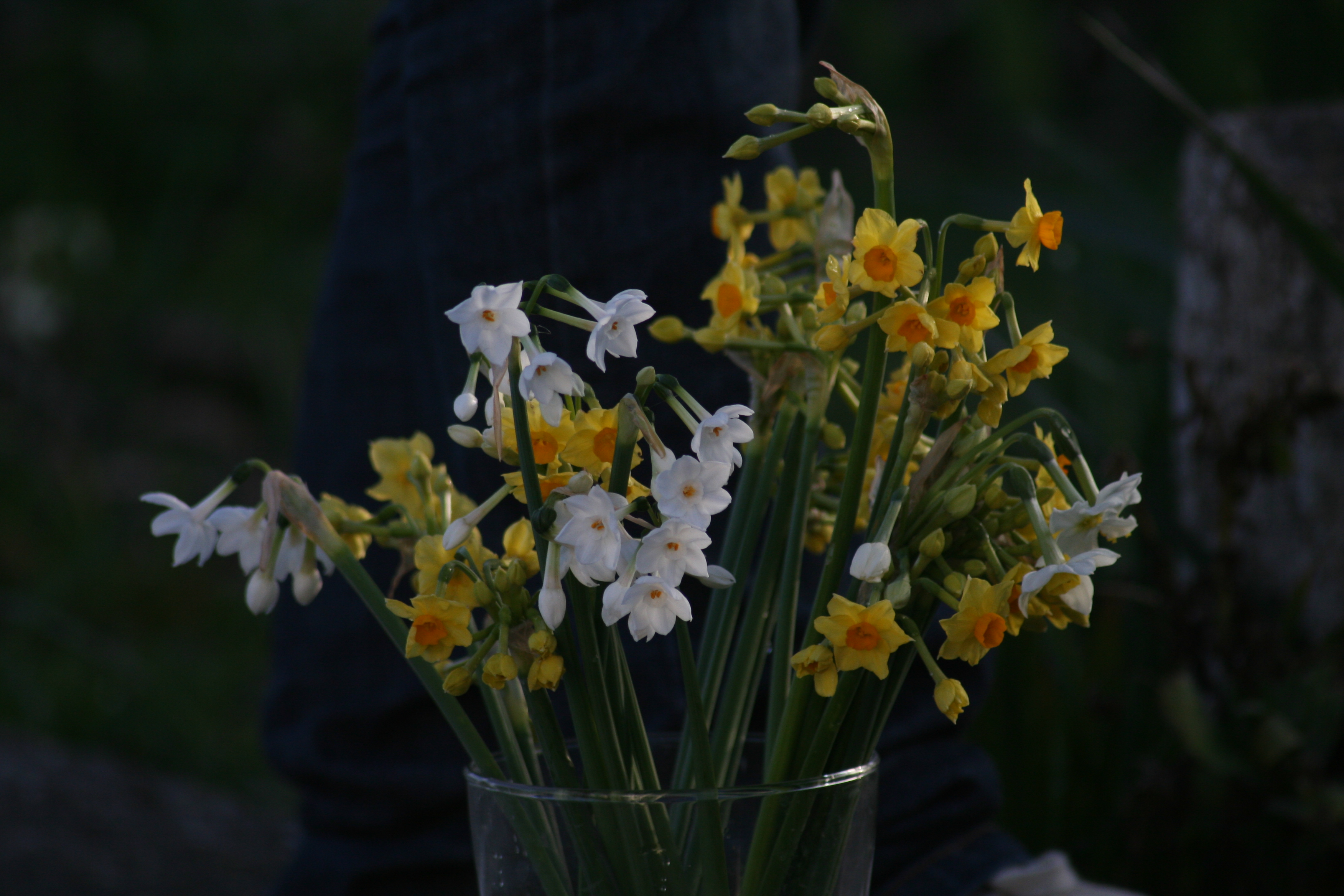 from the garden