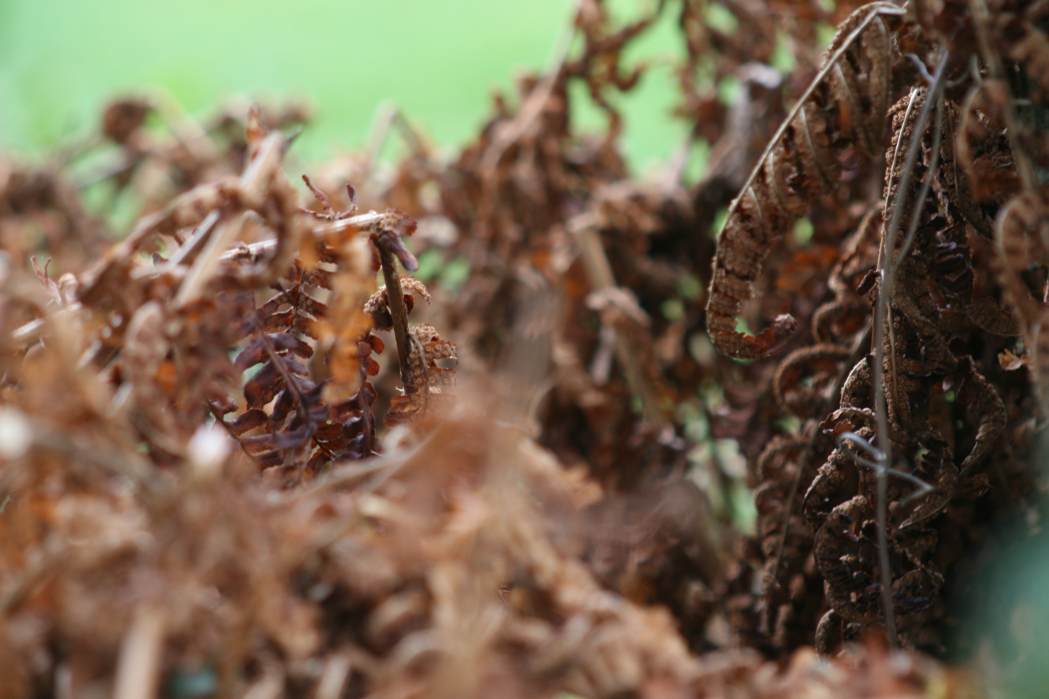 dead fern