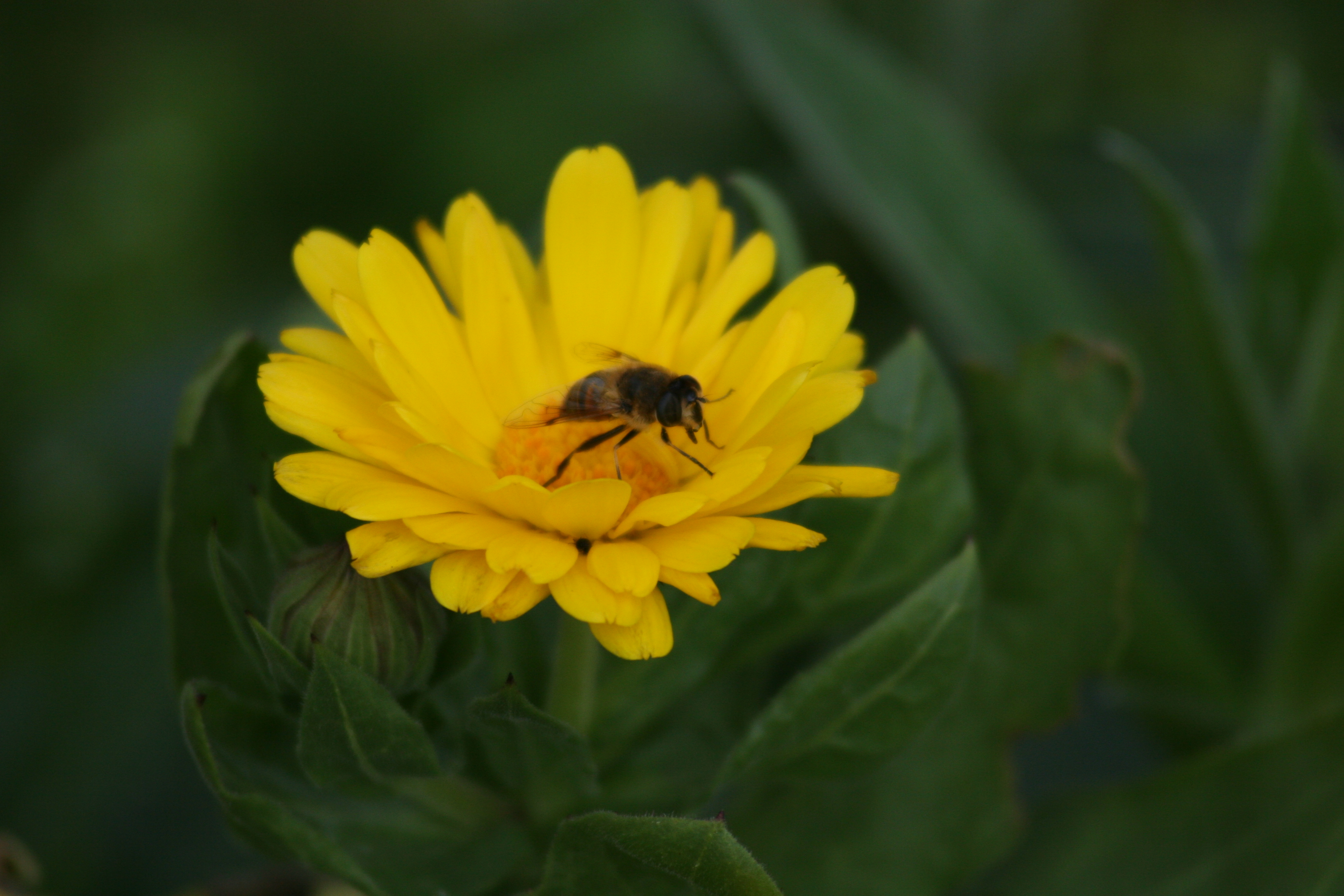 pollen