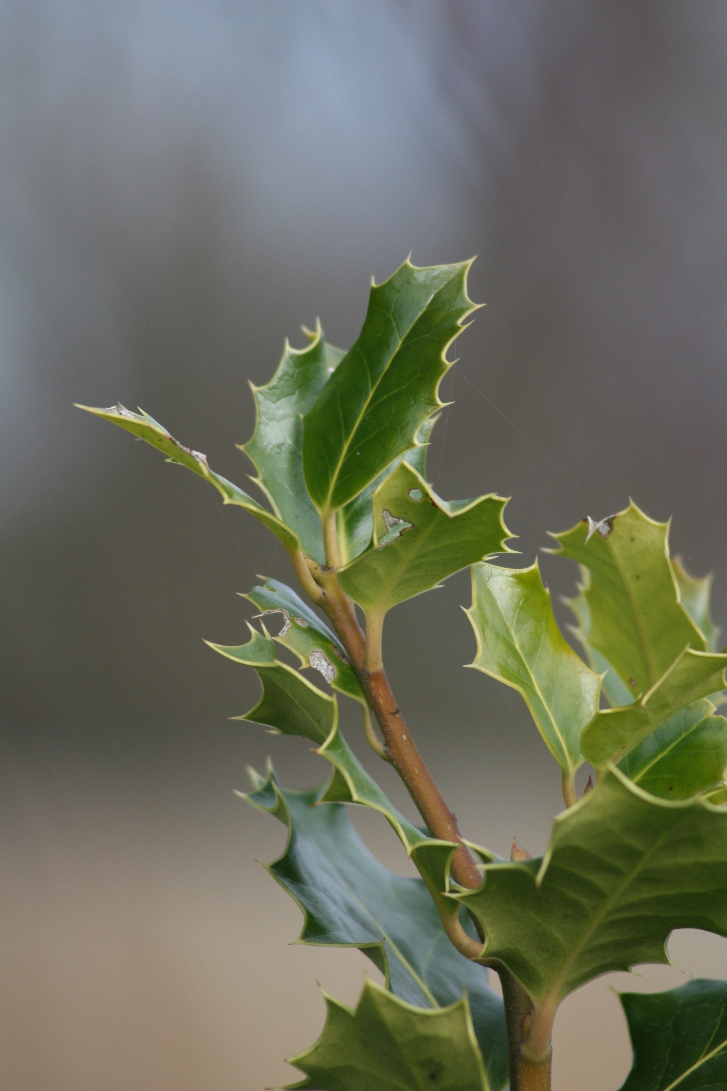 holly