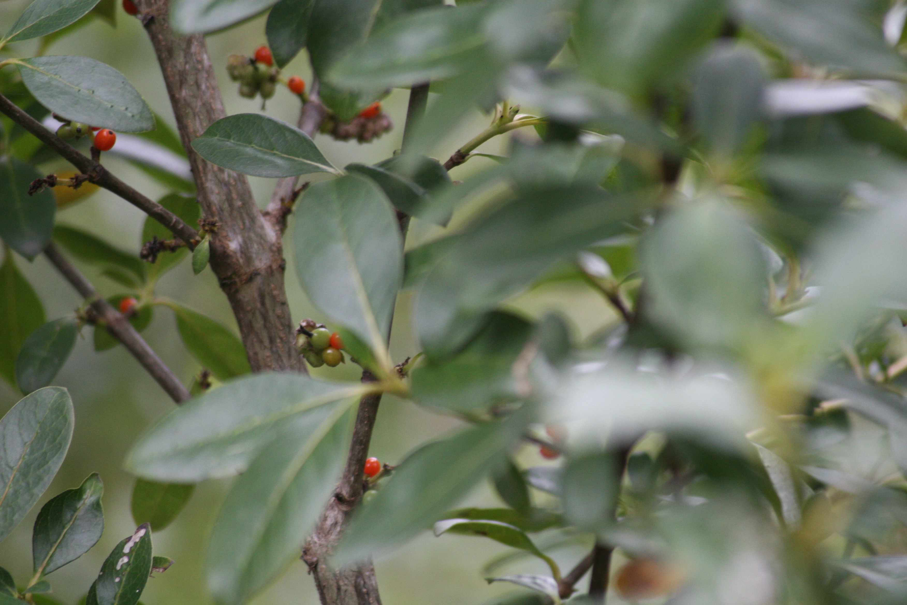 berries