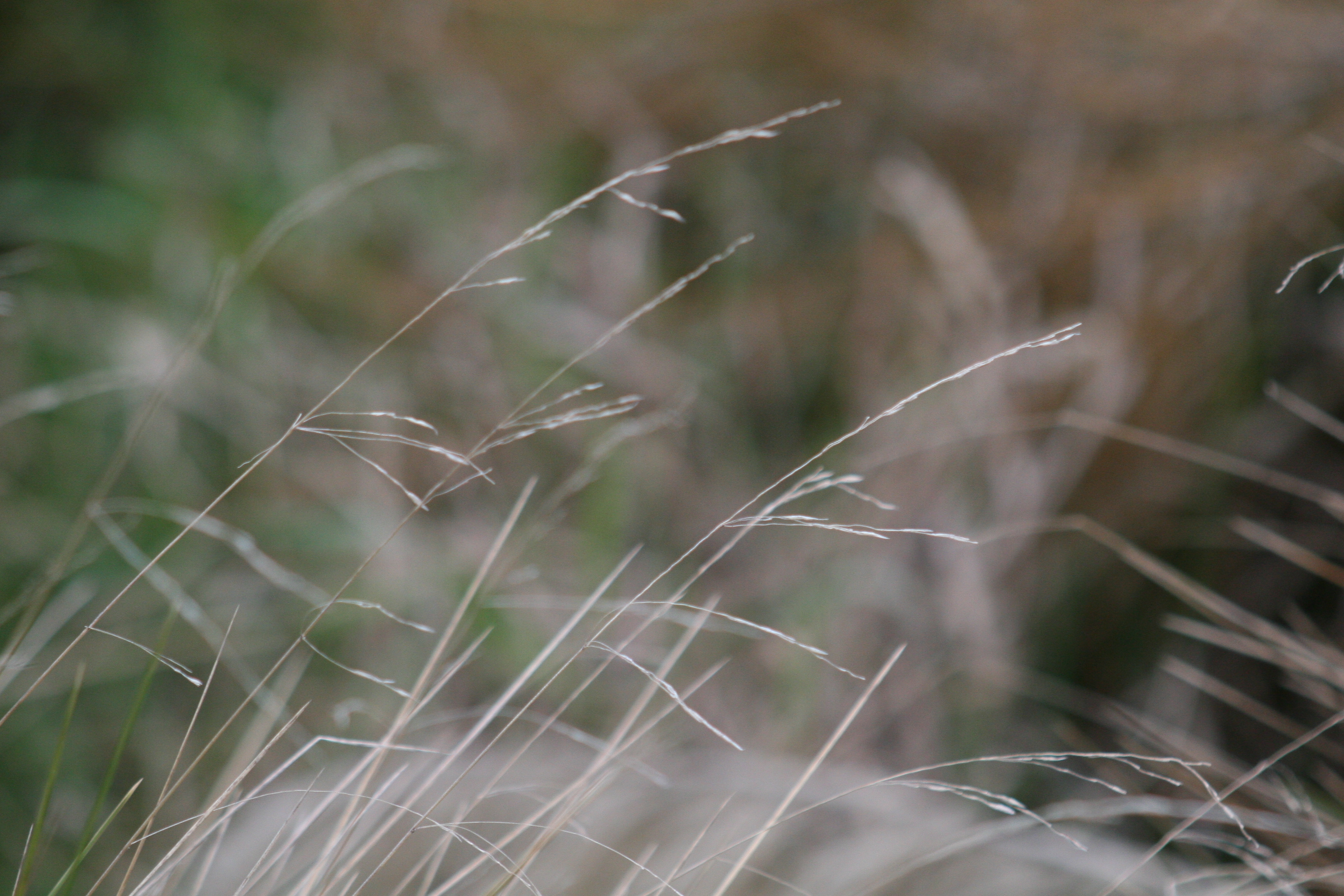 thin and wispy