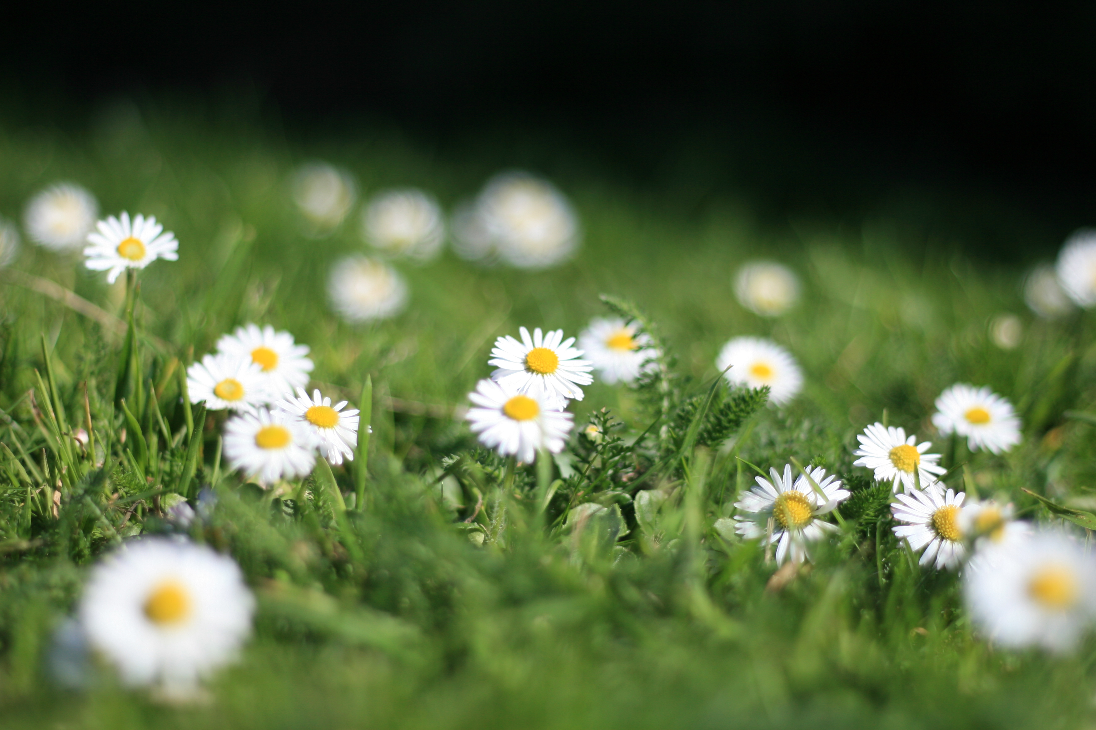 dasies
