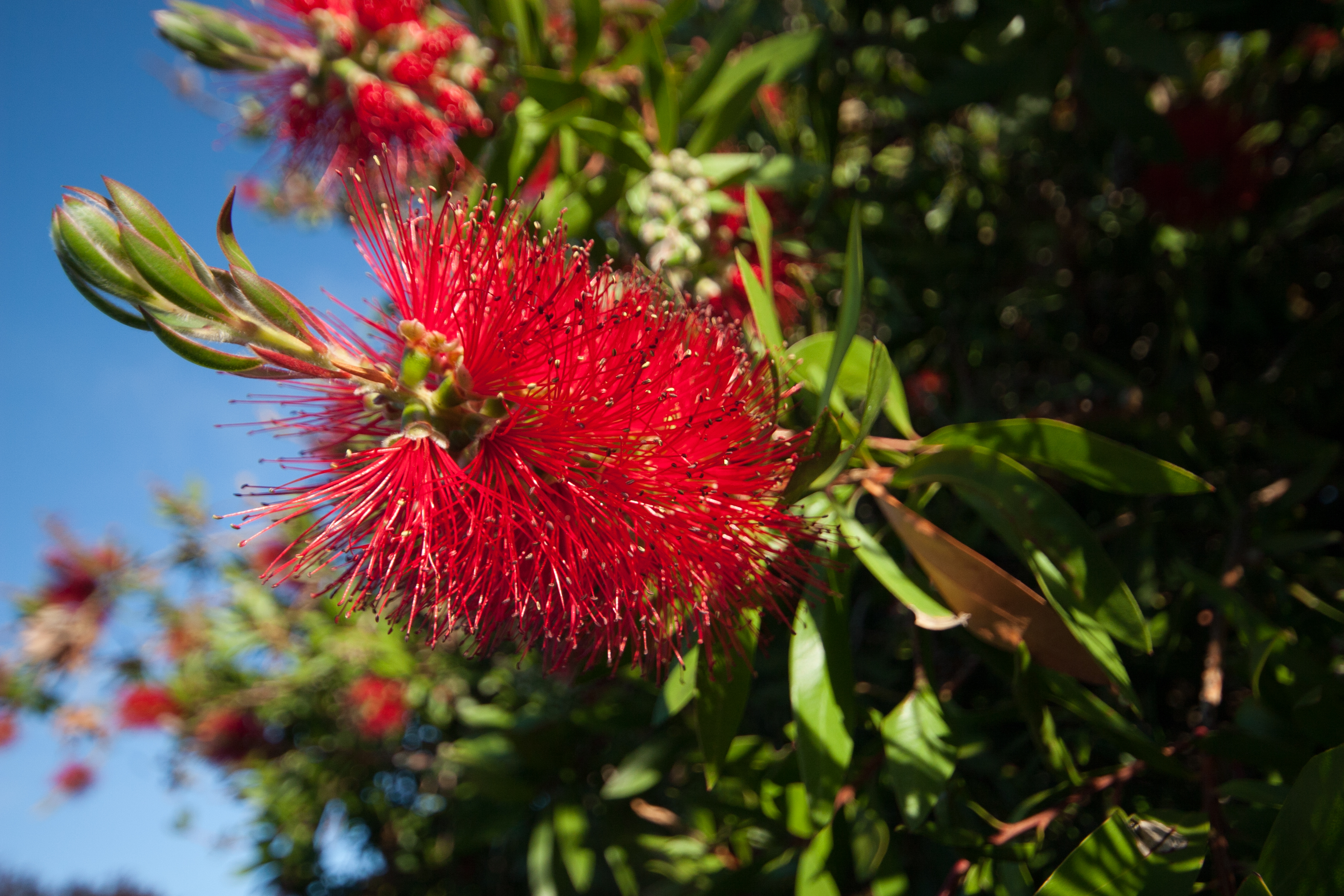 Metrosideros excelsa