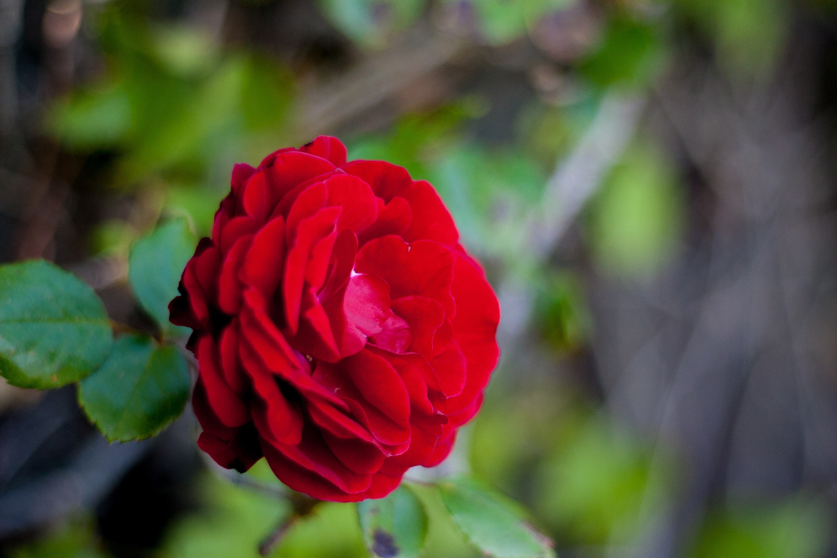 scarlet