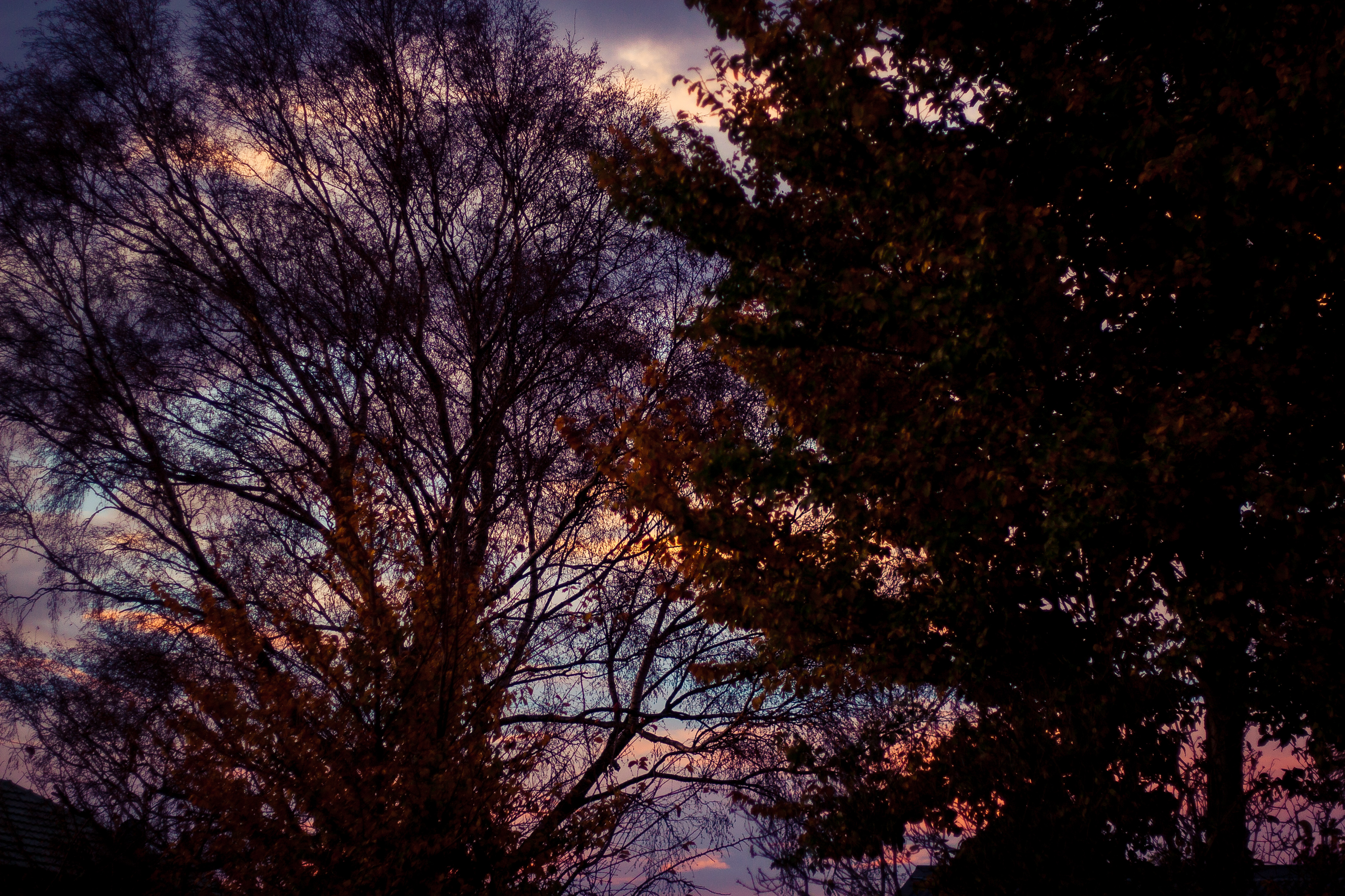 autumn