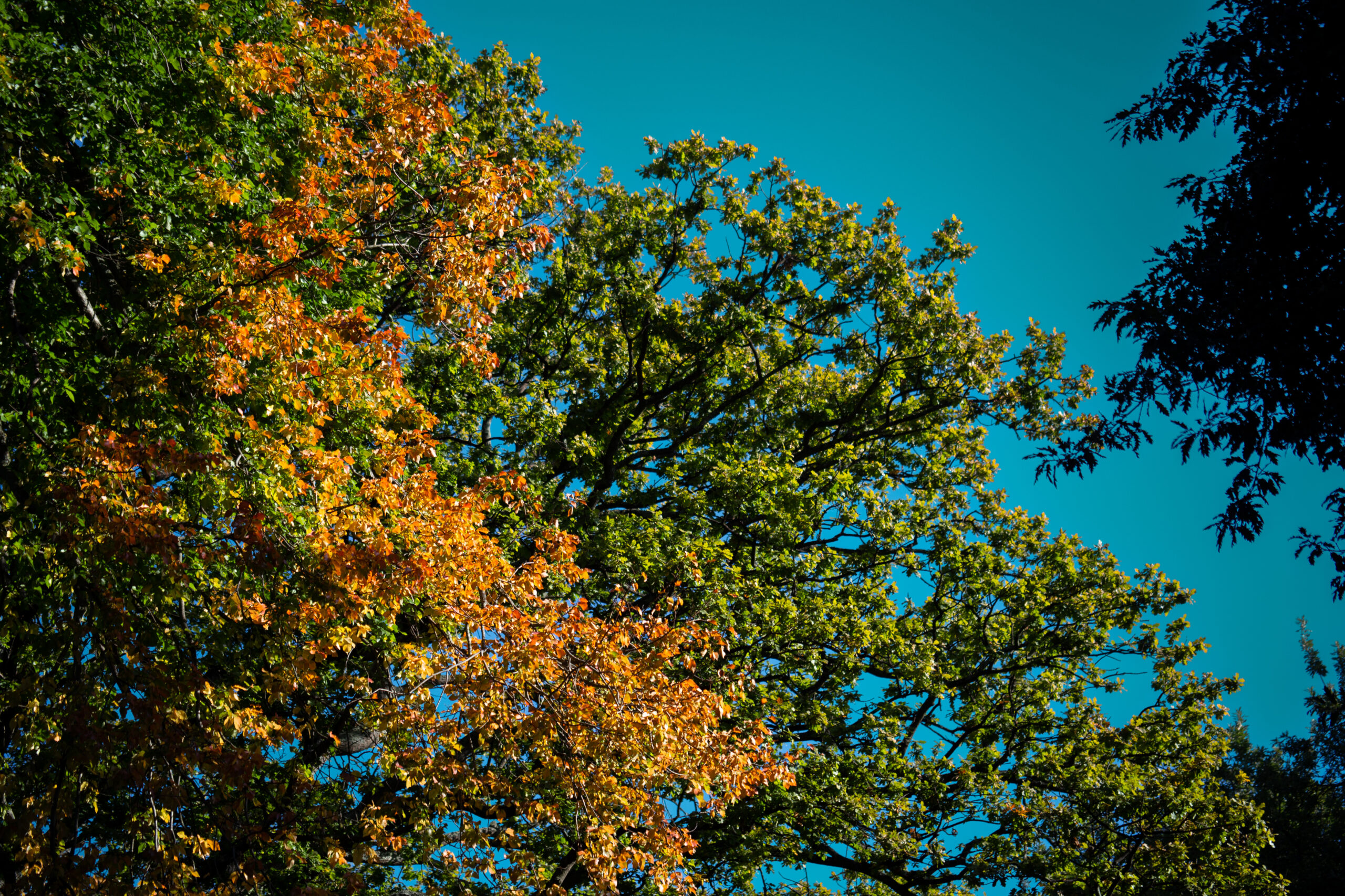 autumn