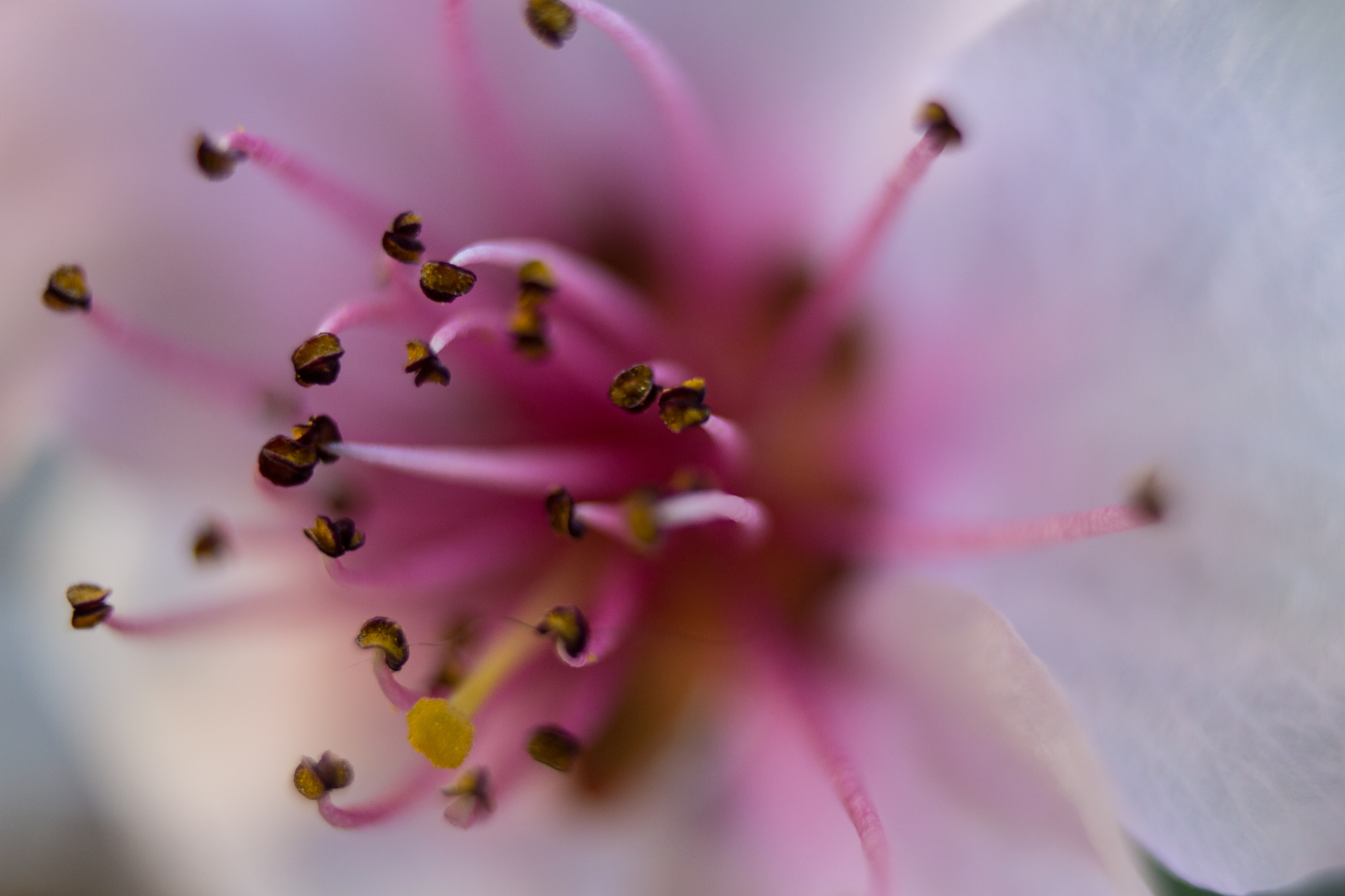 blossom