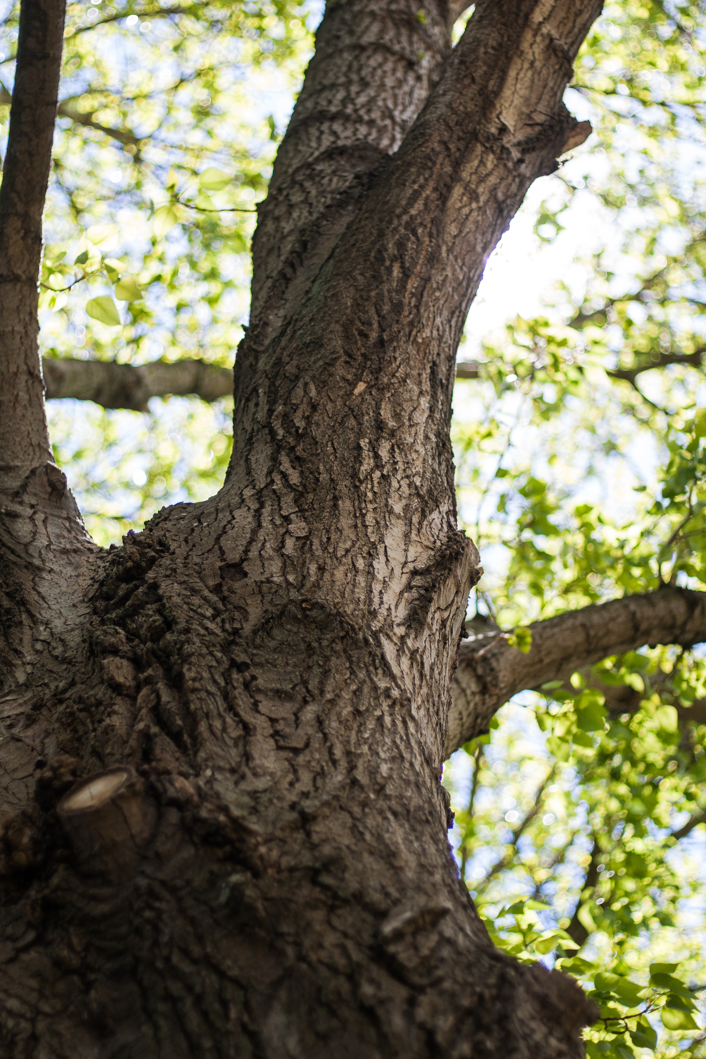 branching out