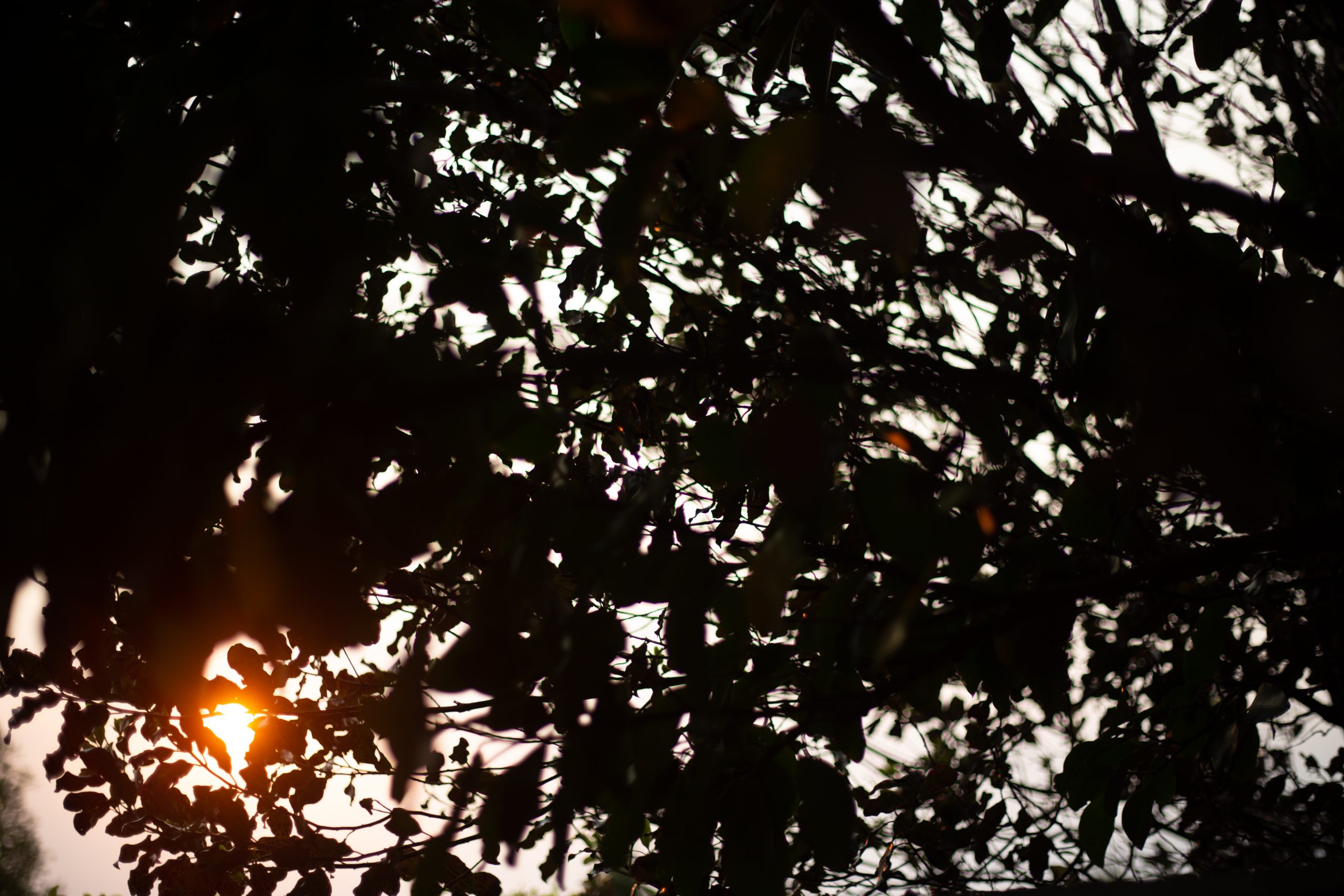late sun