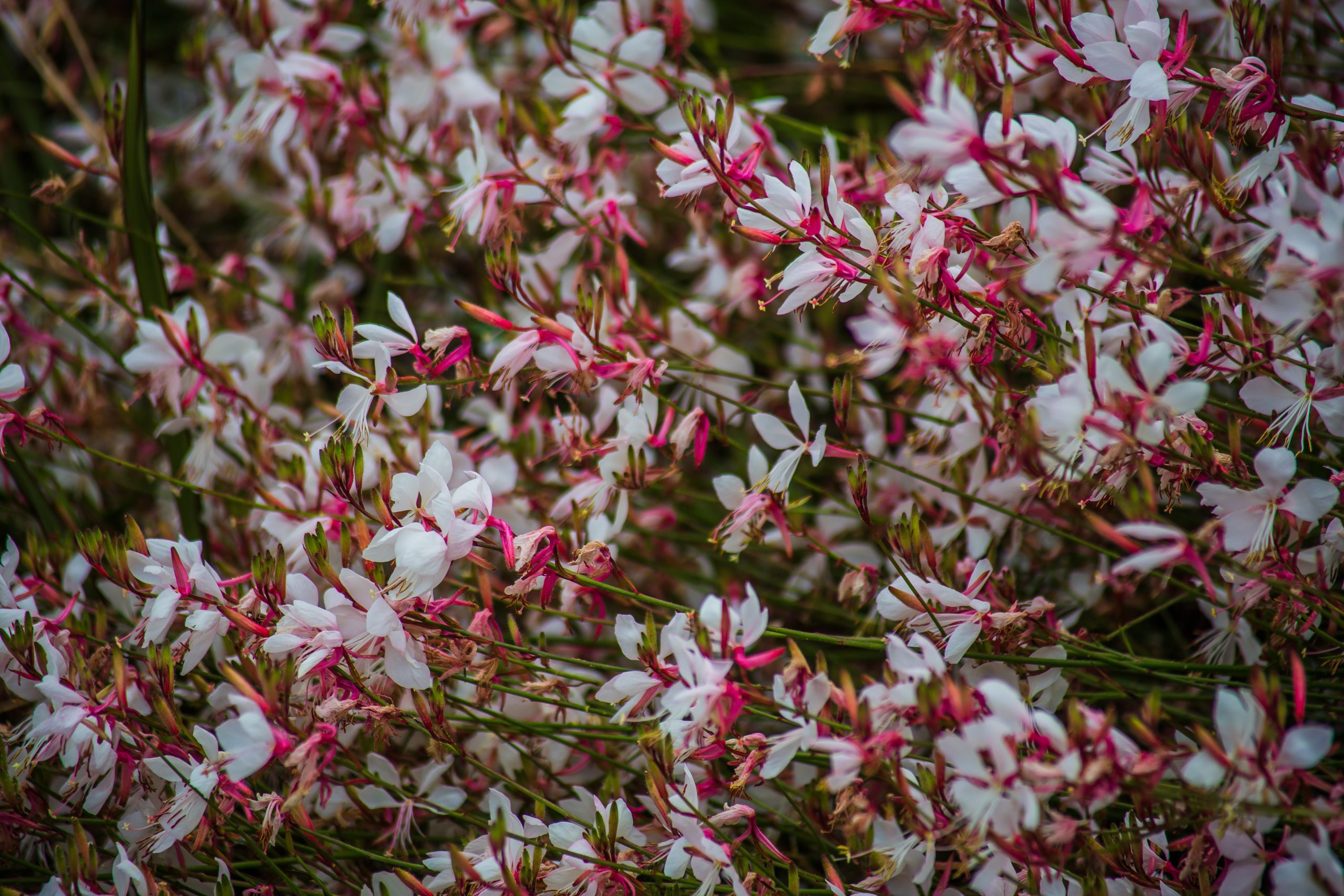 pink & white
