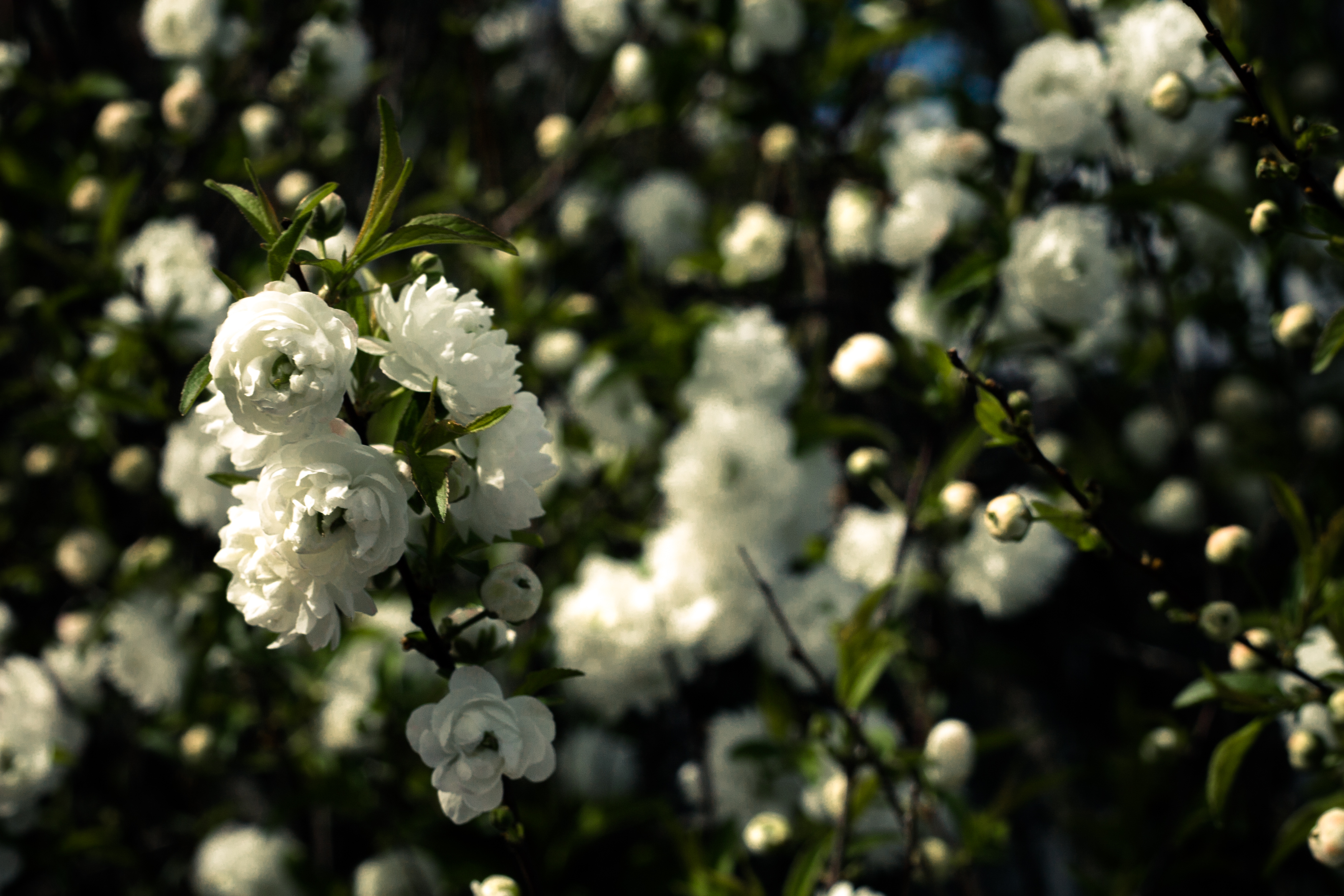 budding