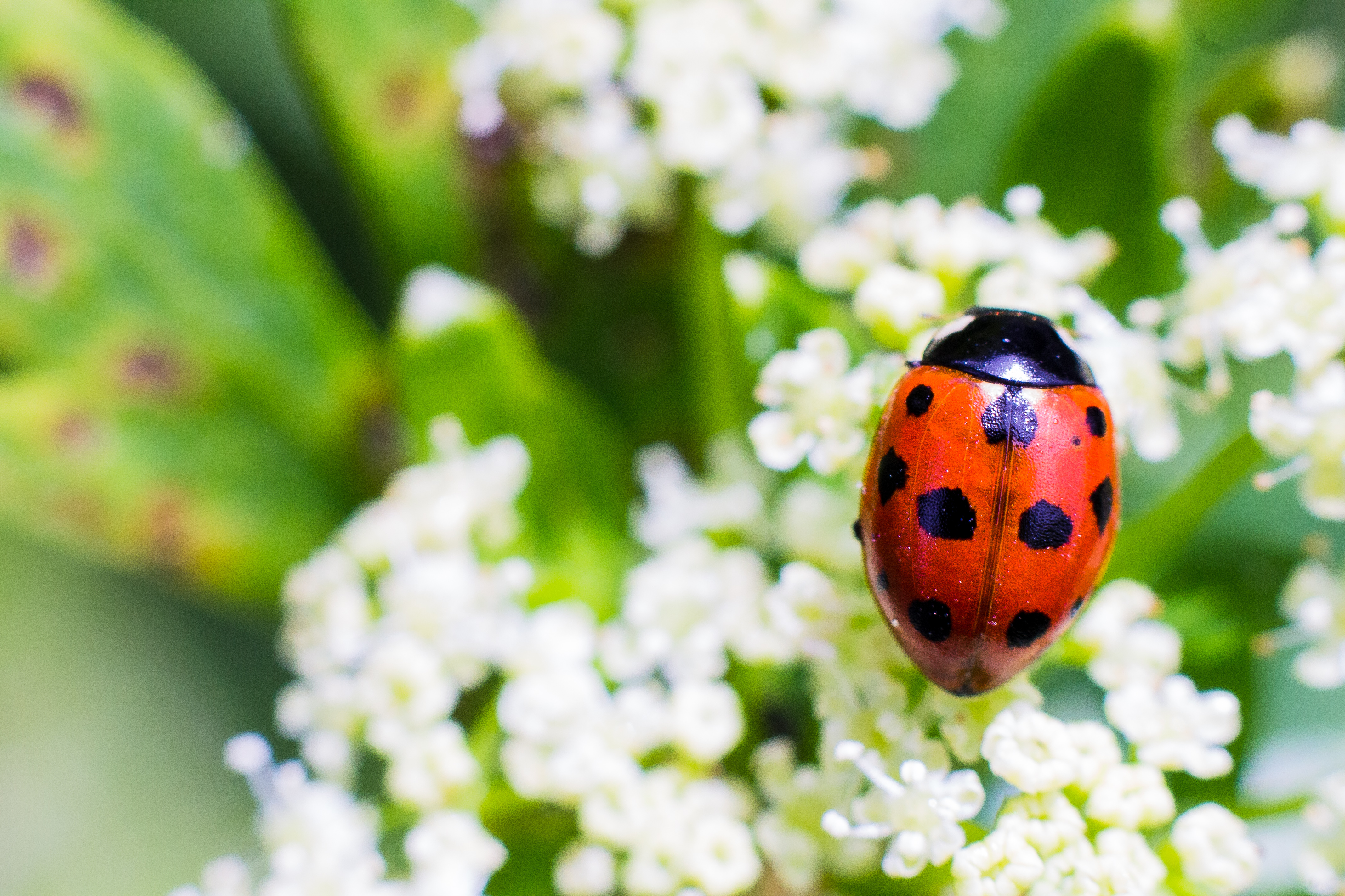 bug out