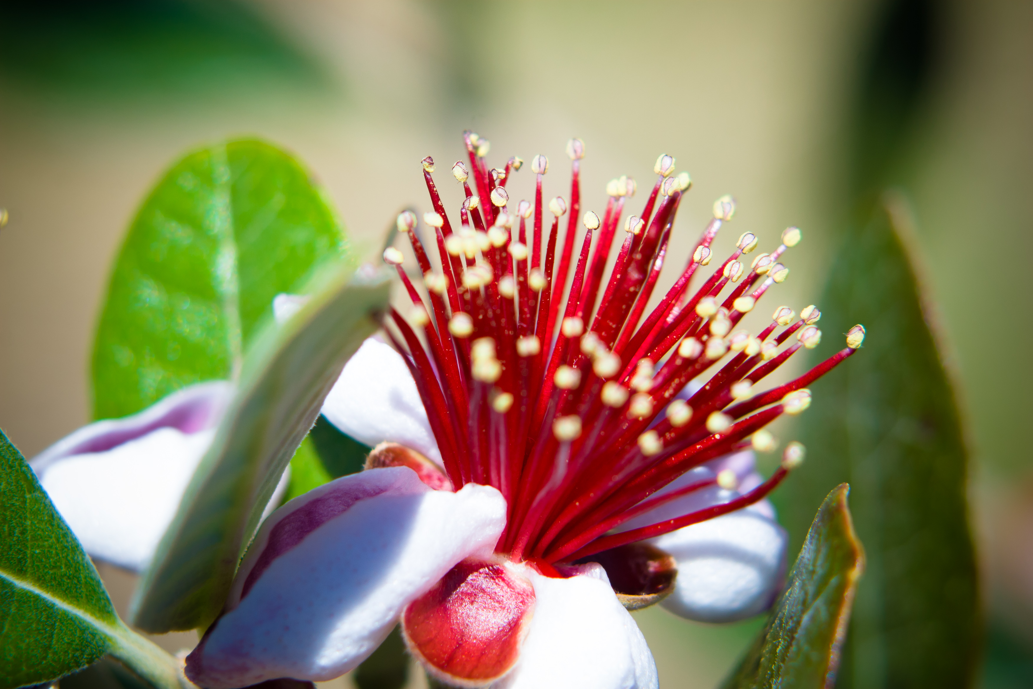 bursting forth