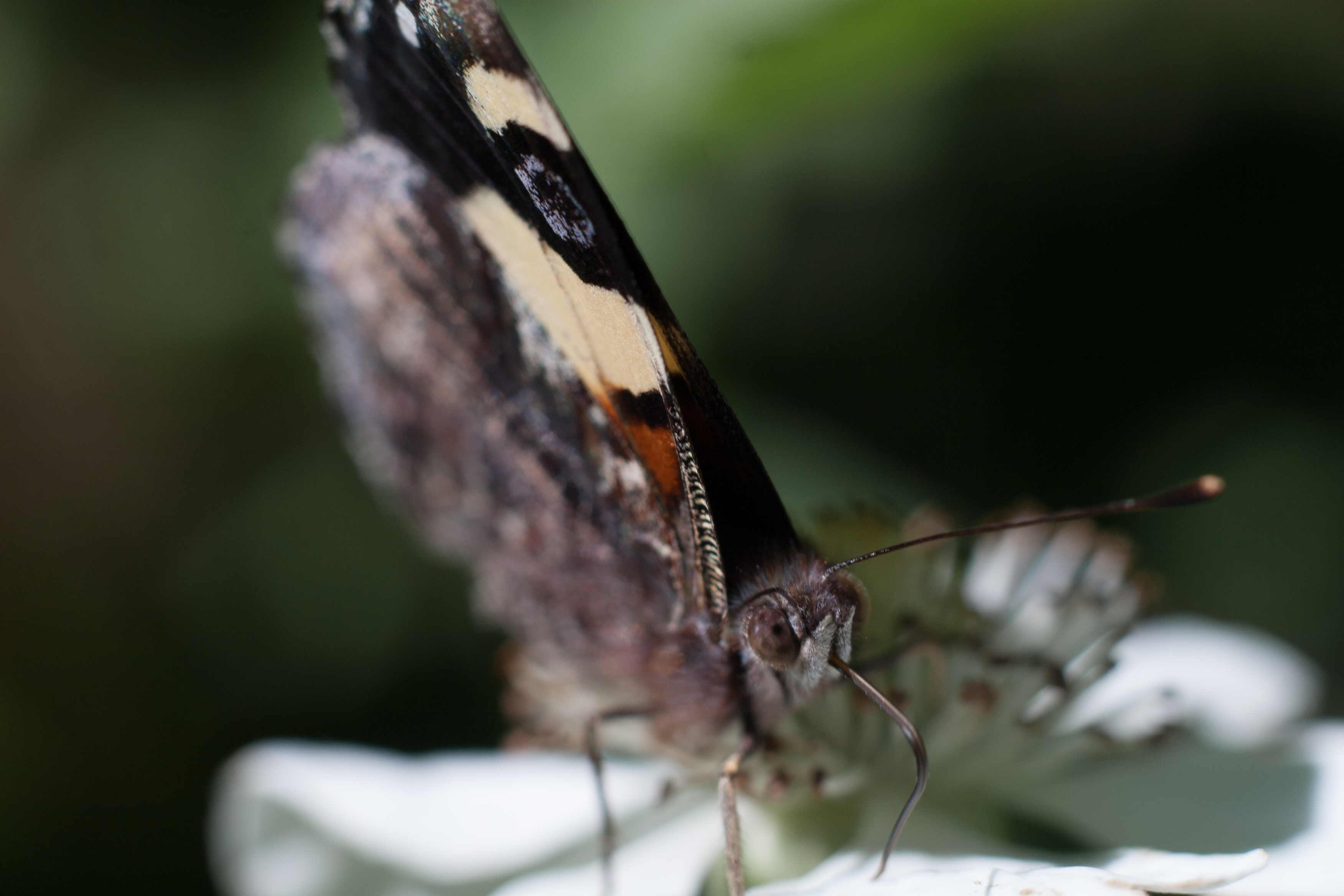 butterfly