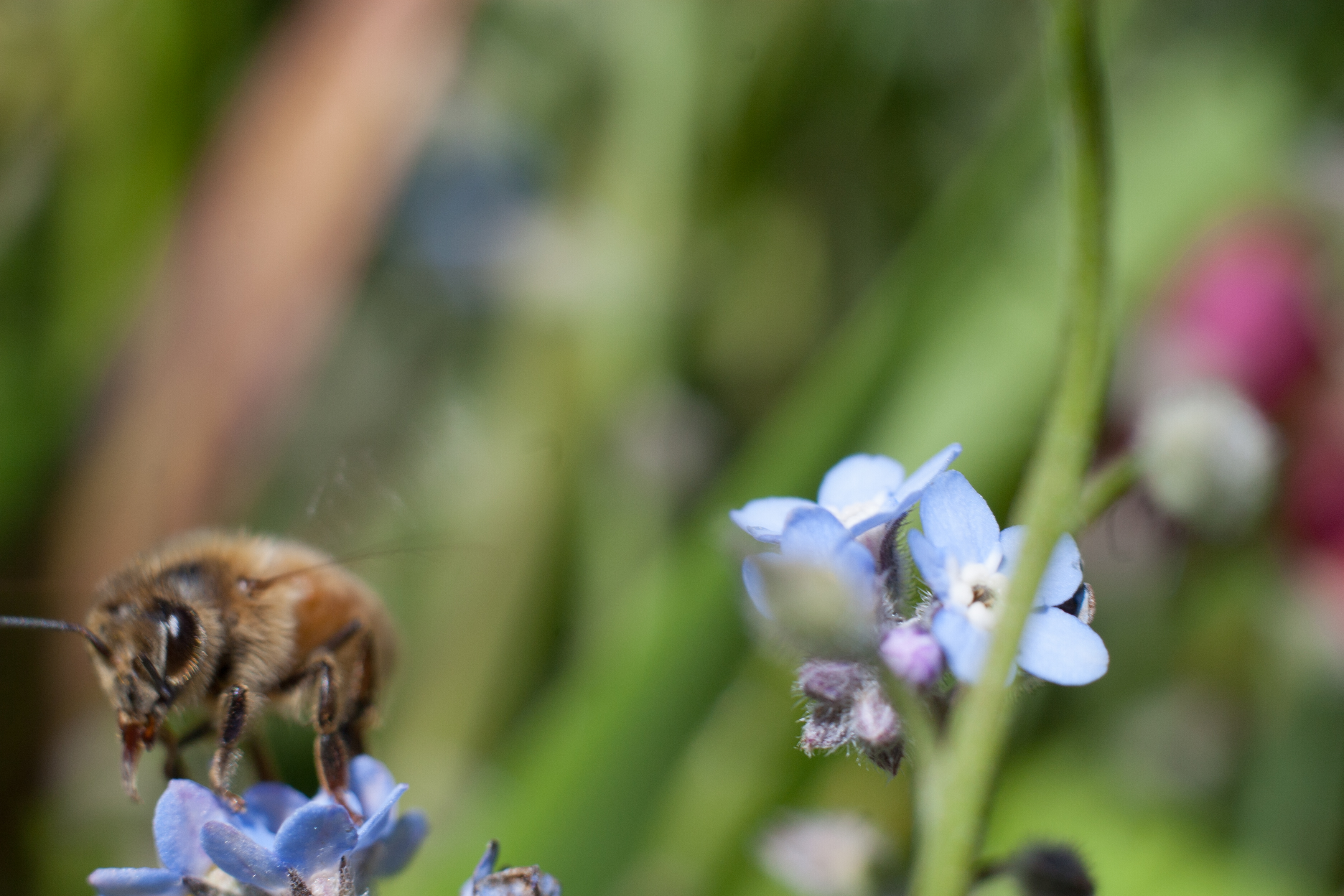 buzzing around