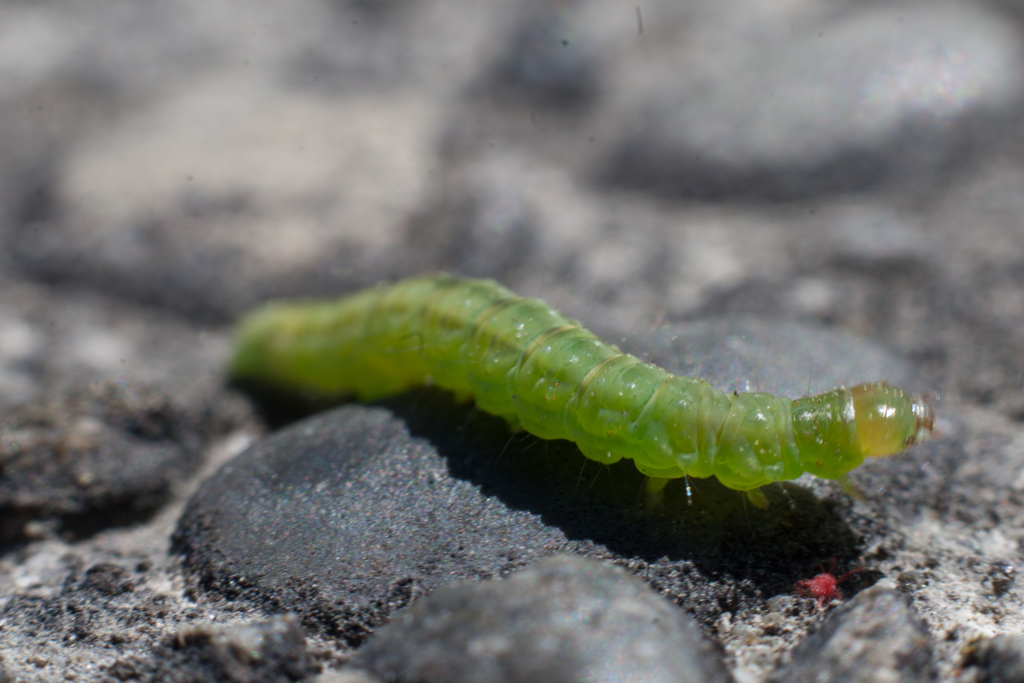 caterpillar tracks