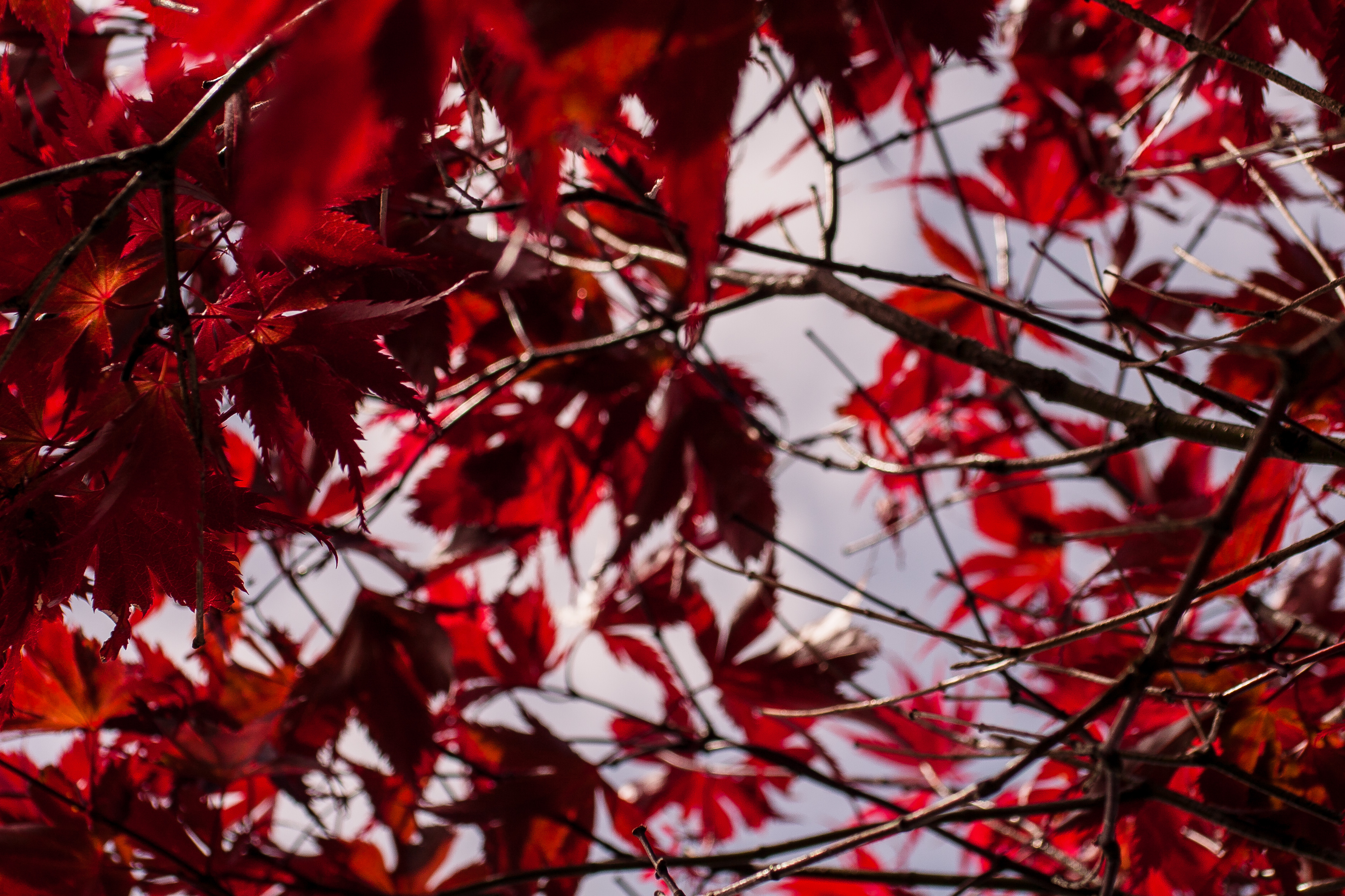 crimson leaves