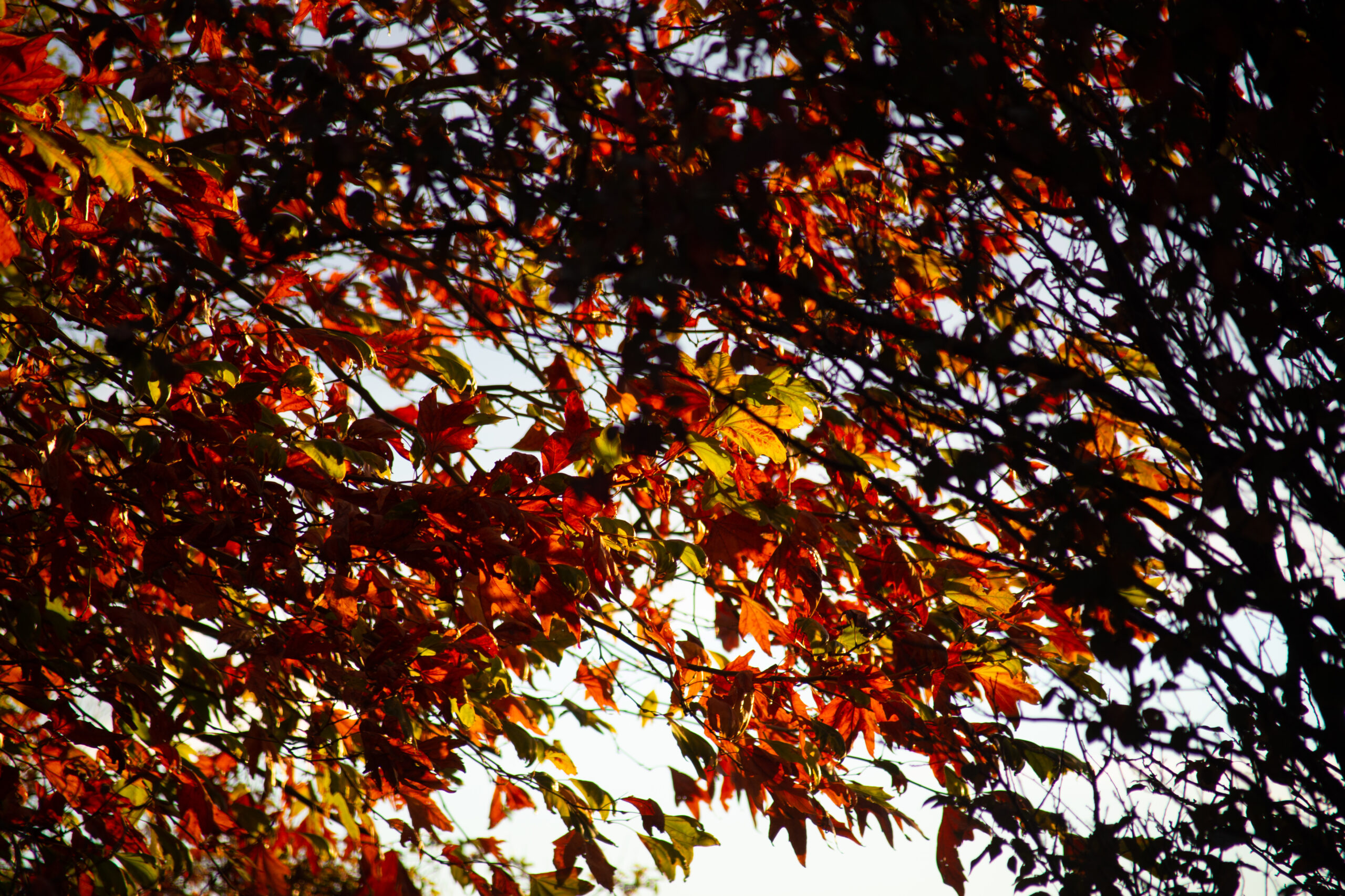 dark autumn