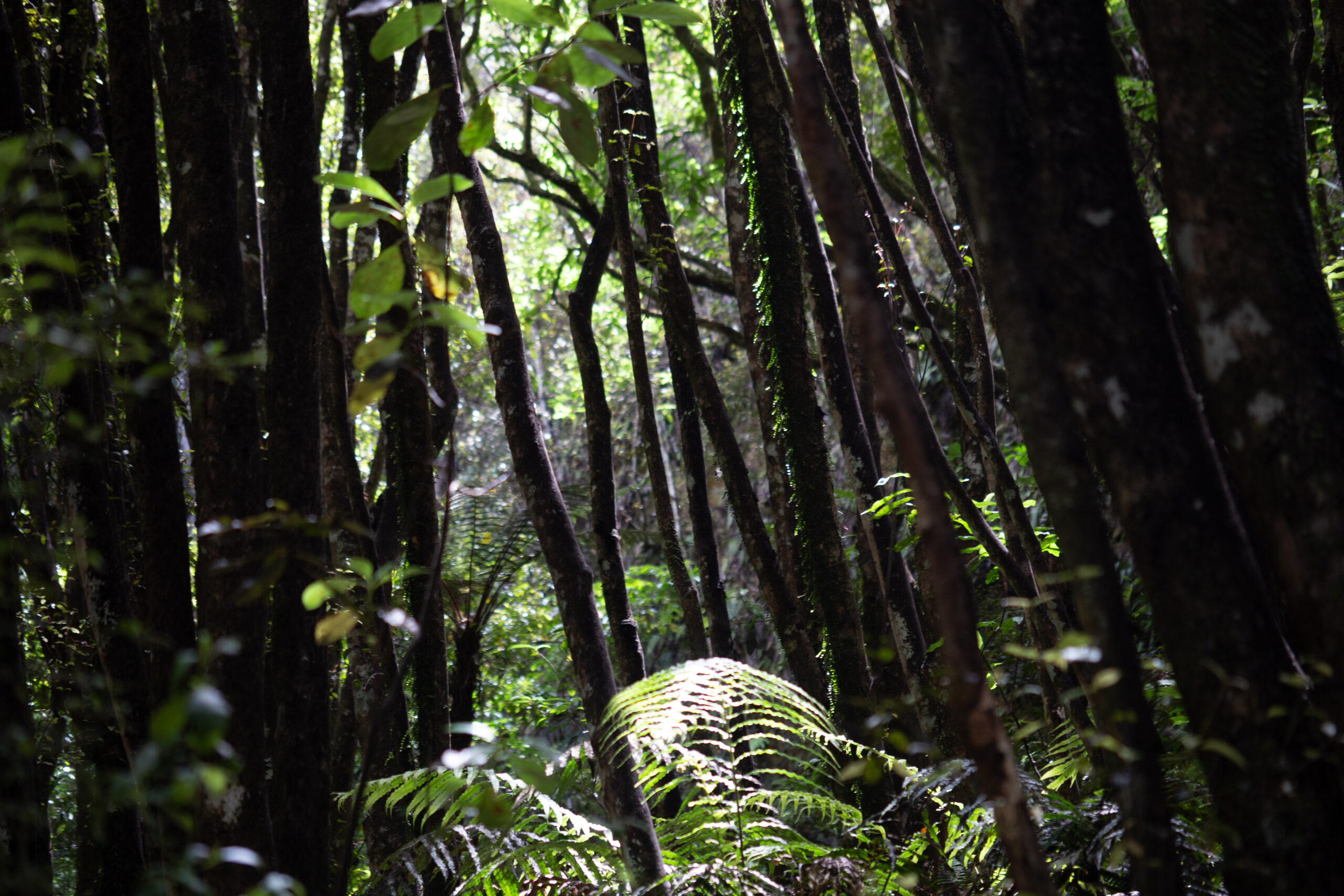 deep in the forest