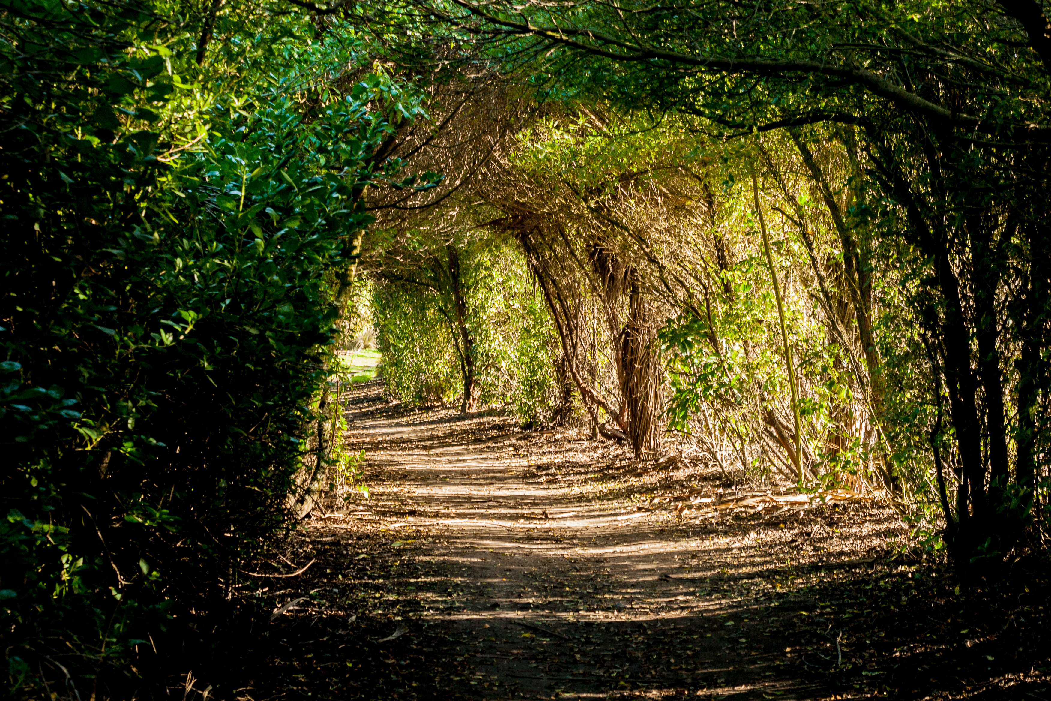 down the rabbit hole