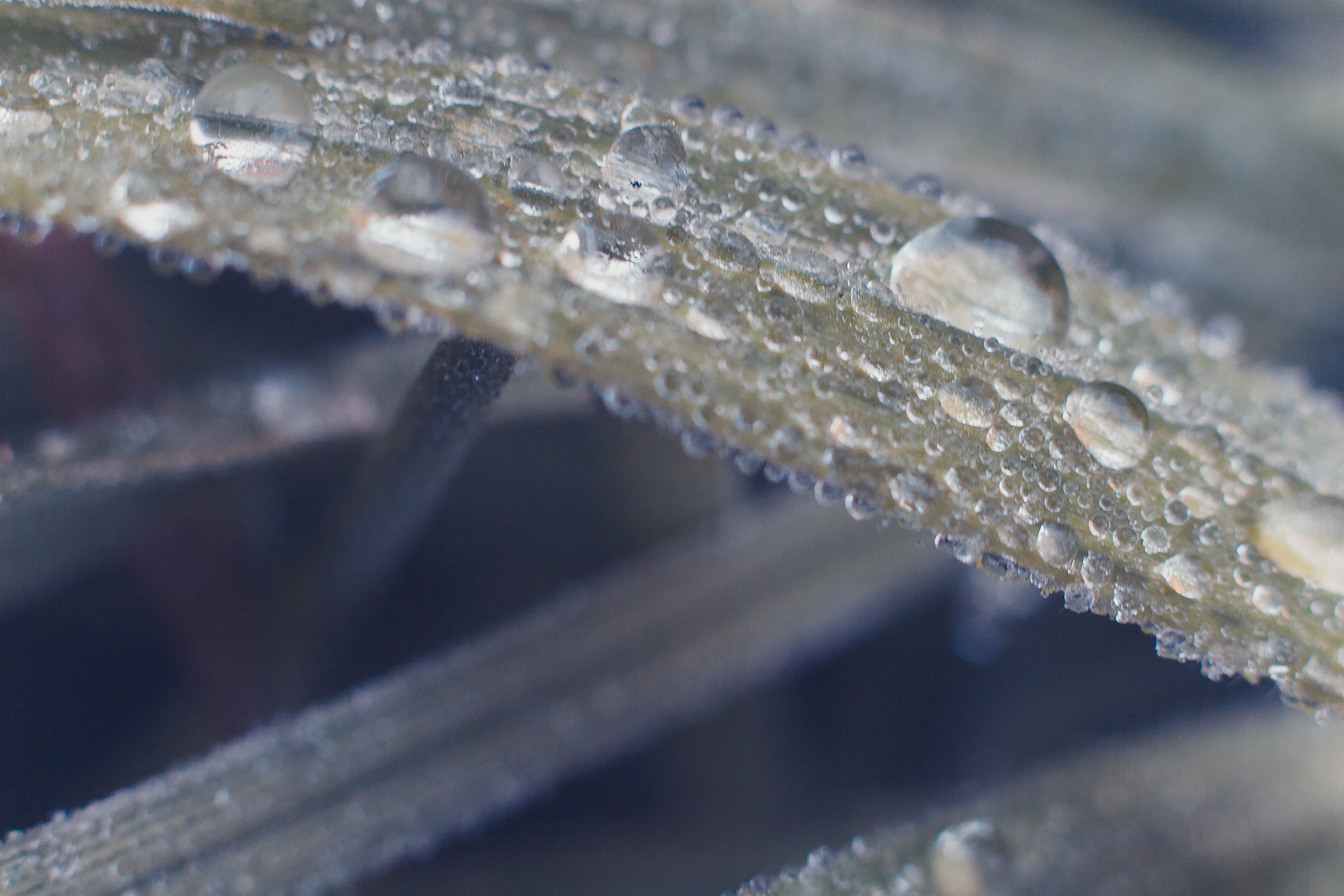 droplets