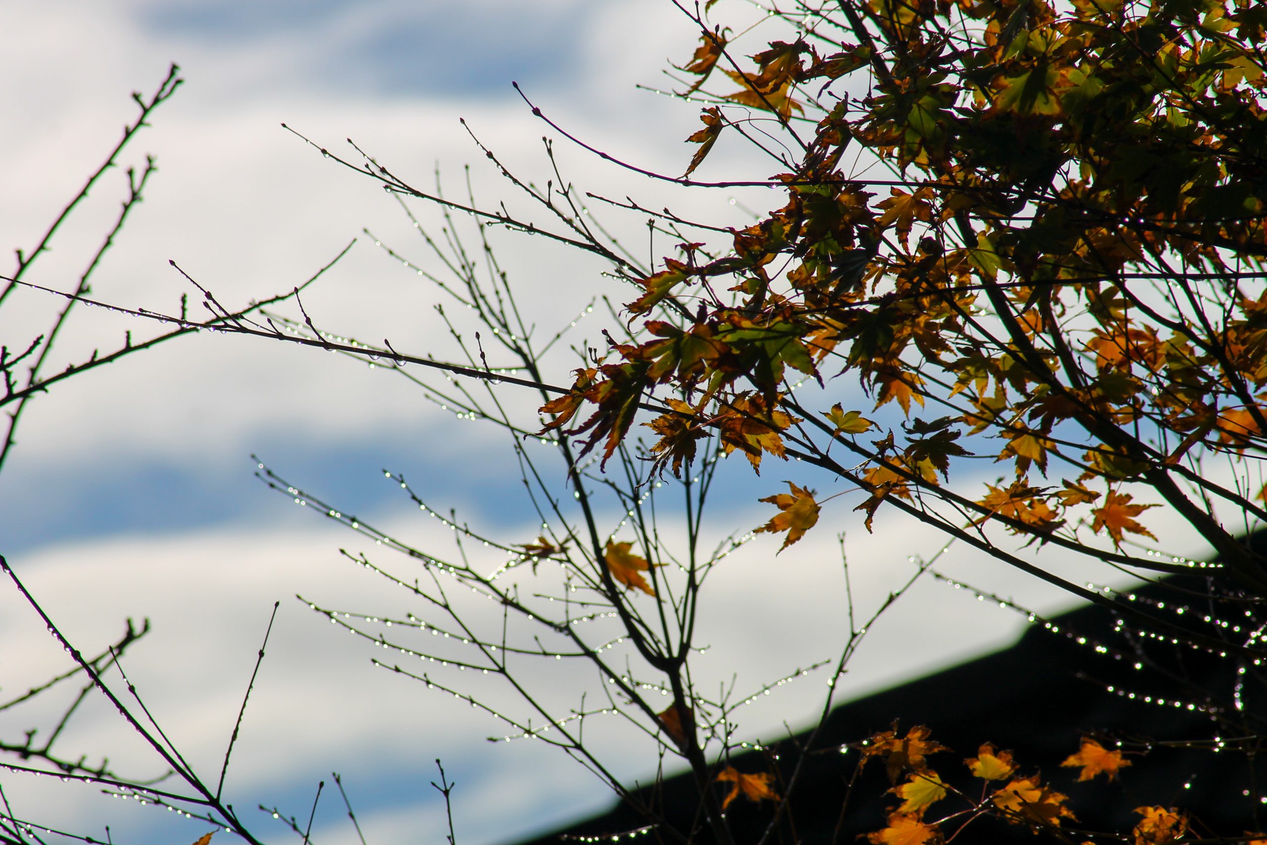 droplets