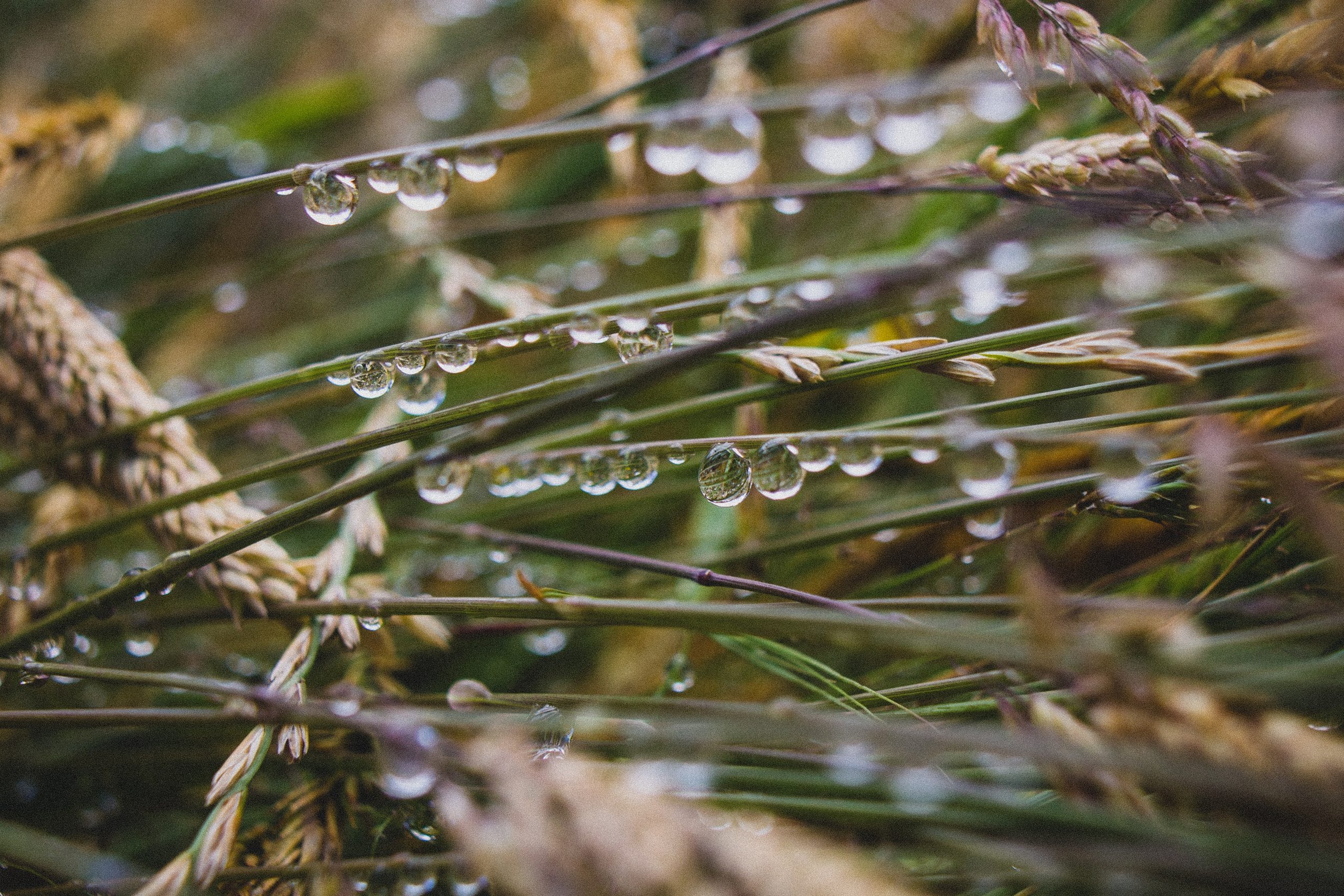droplets