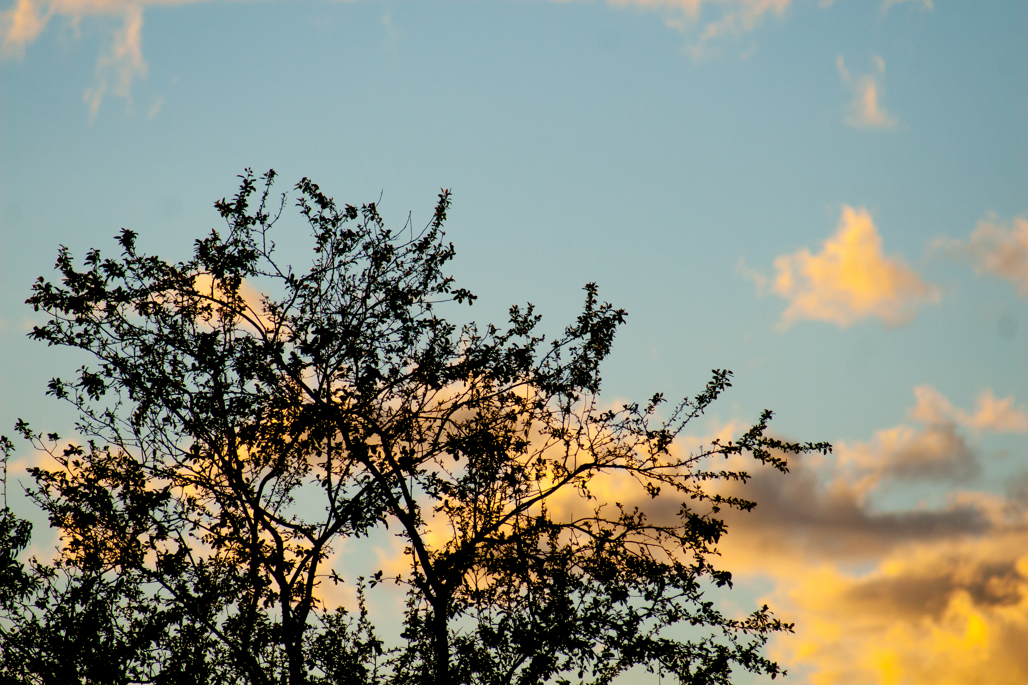 drops of gold