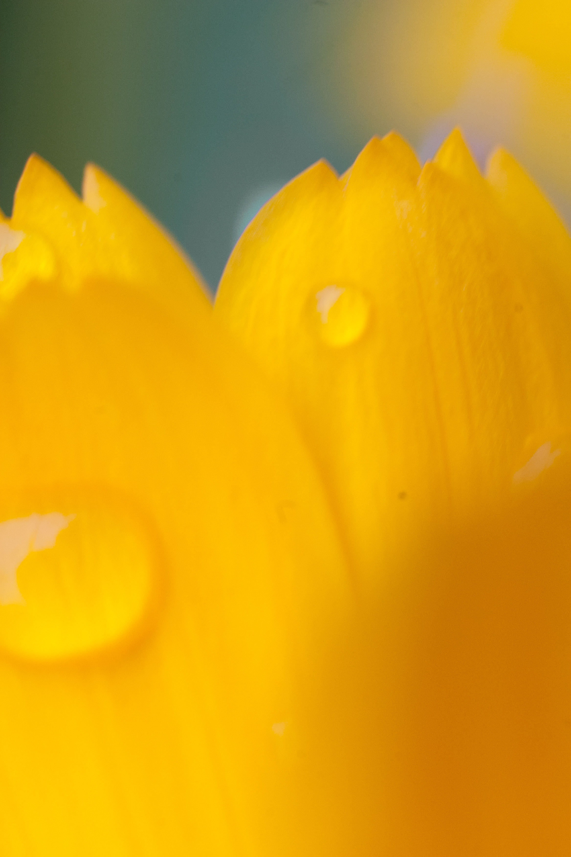 drops of sun