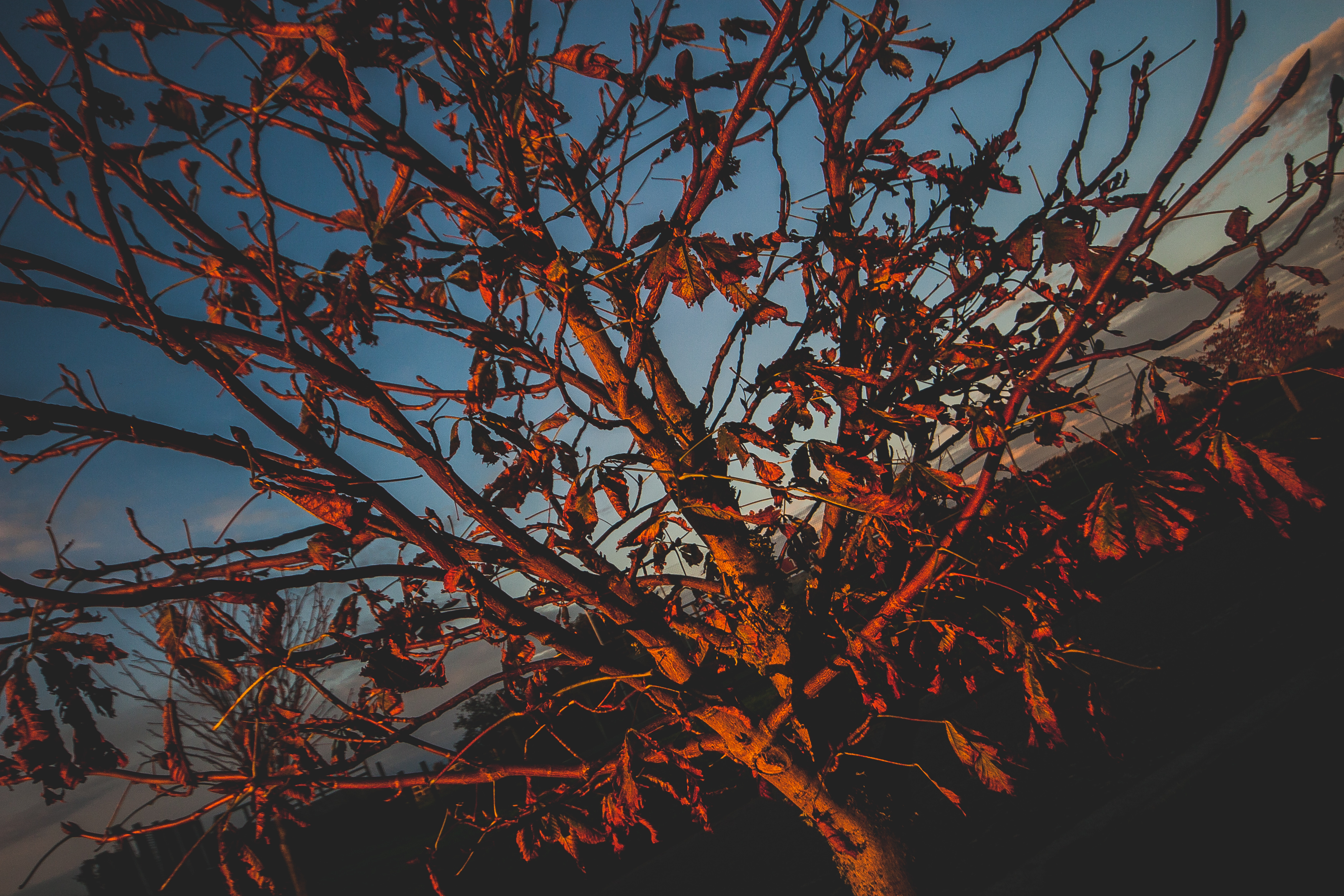 dying in the light