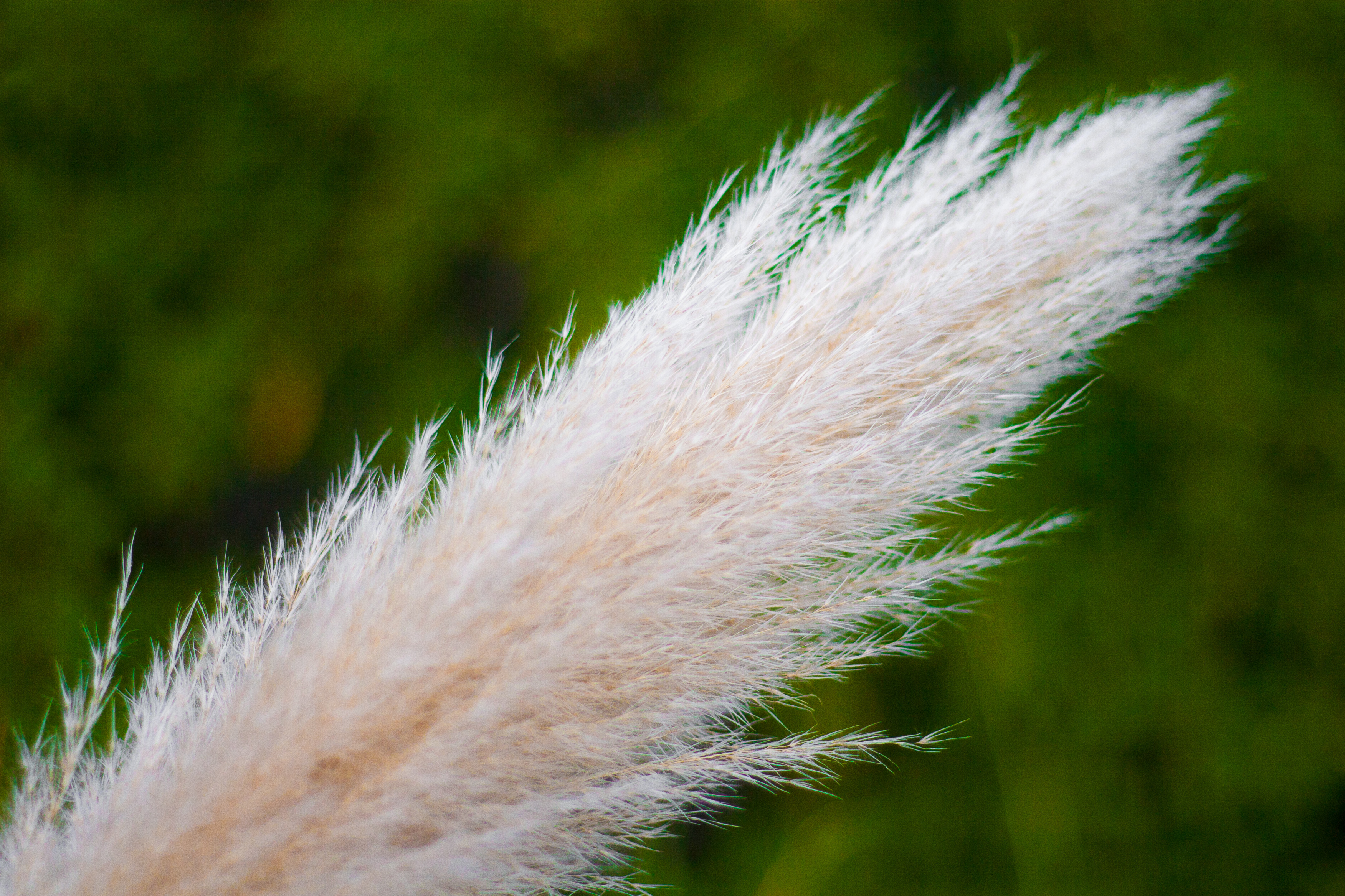 feather duster