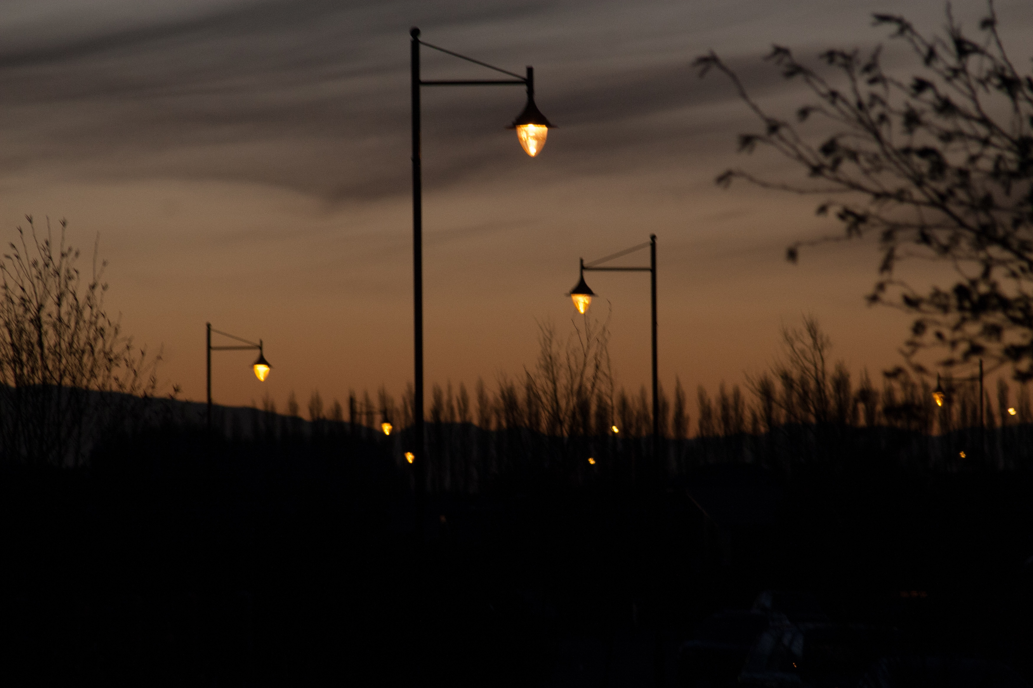 fireflies