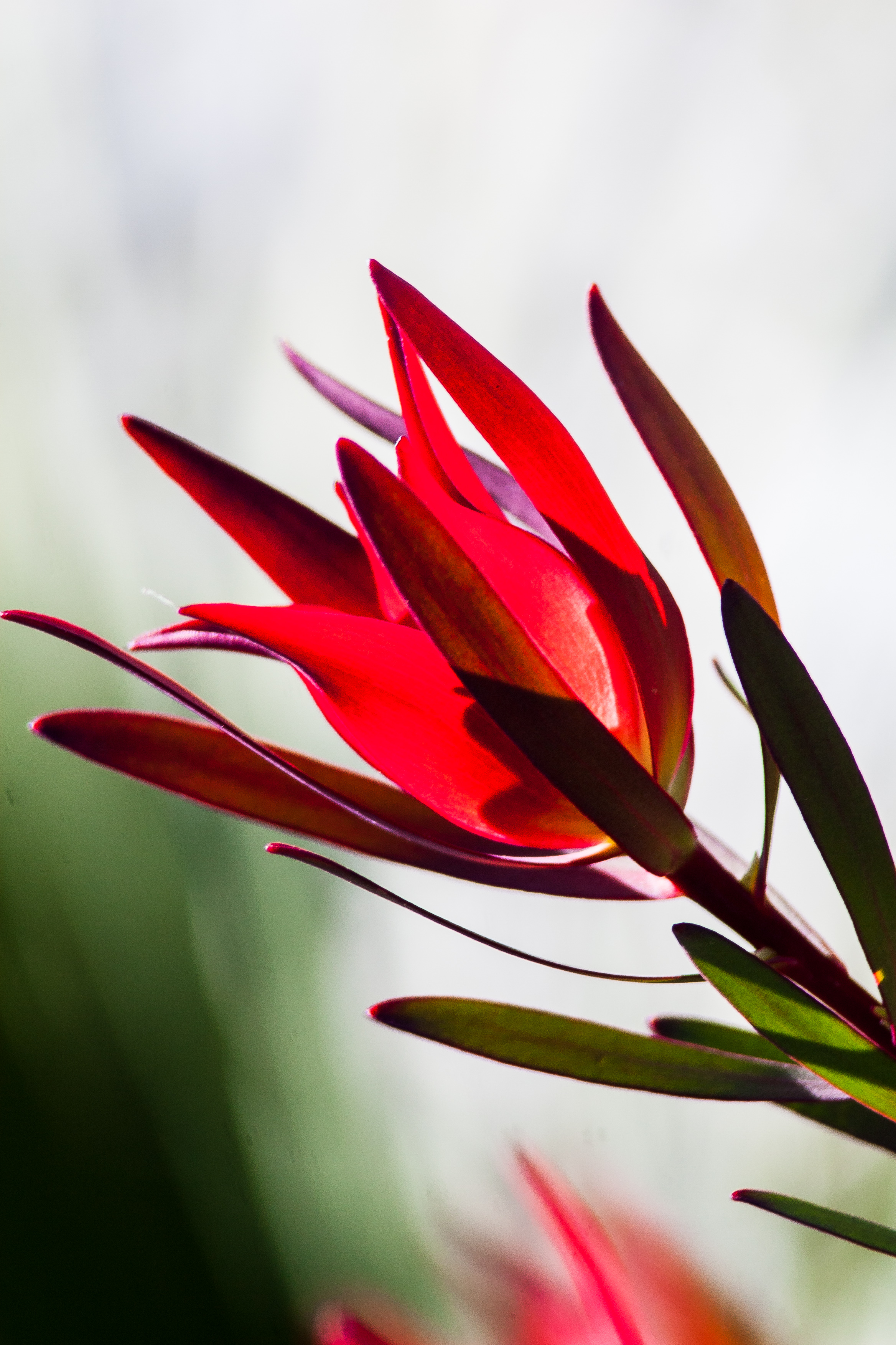 flaming tail