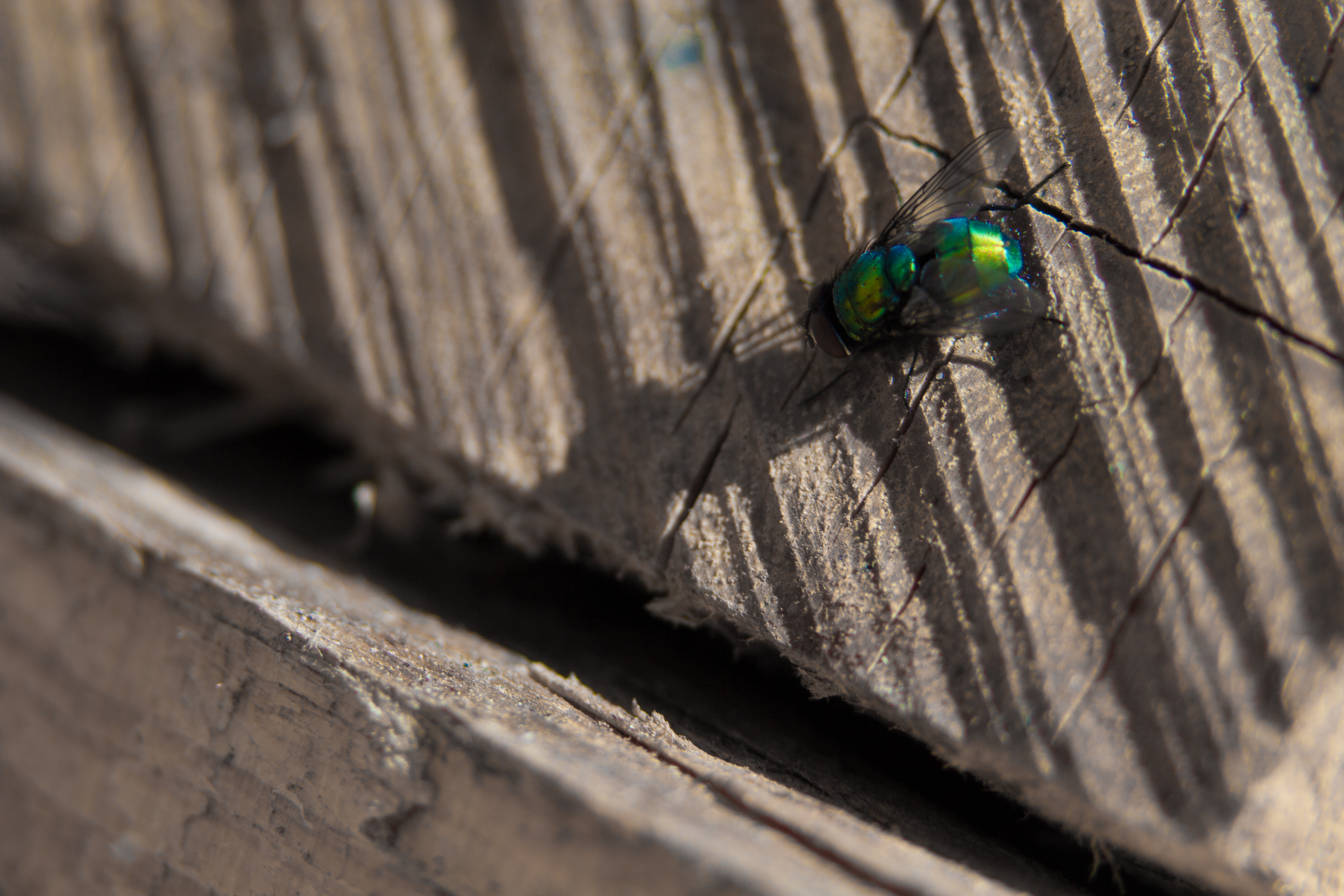 fly on a wall