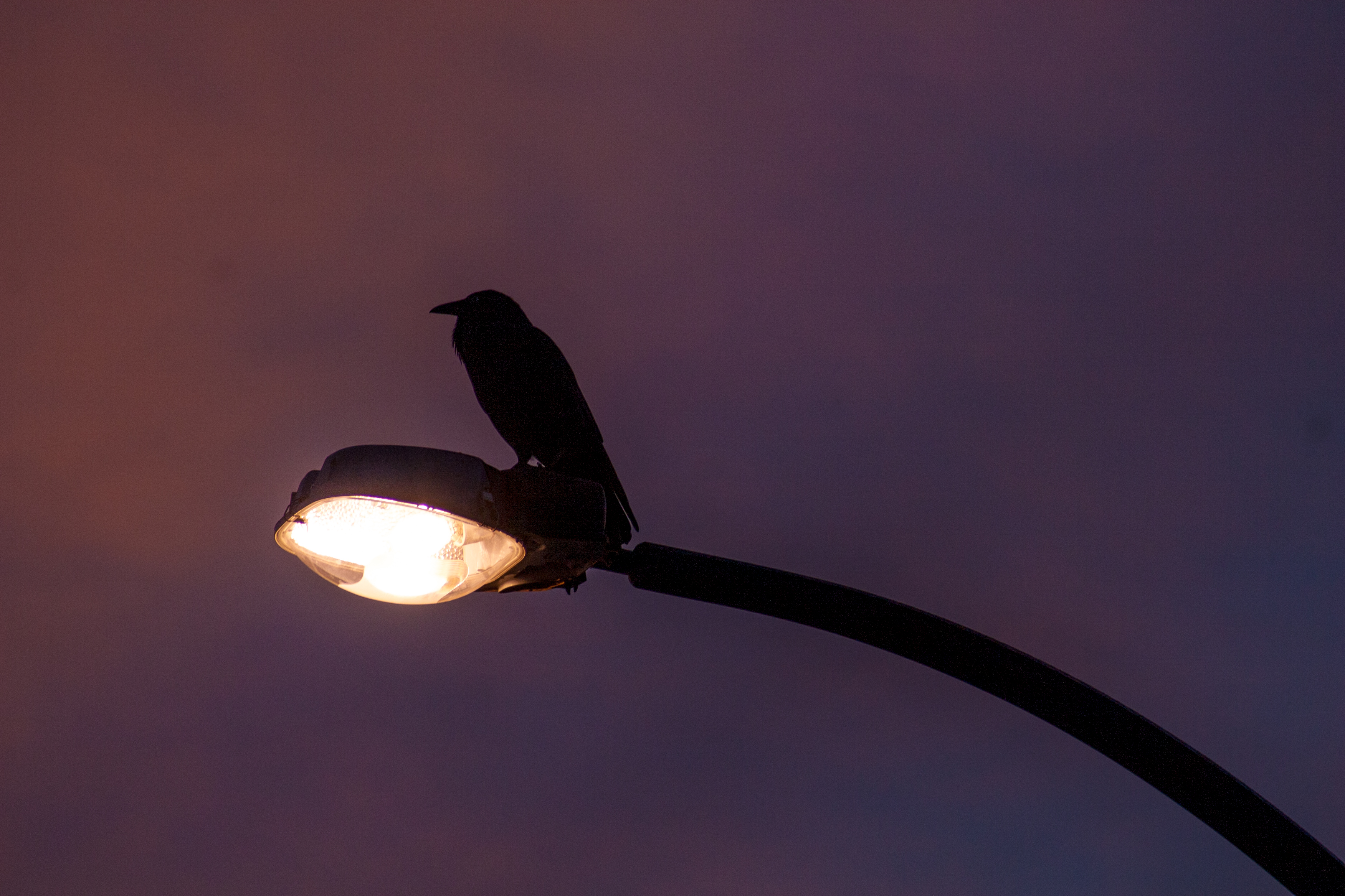 for the birds