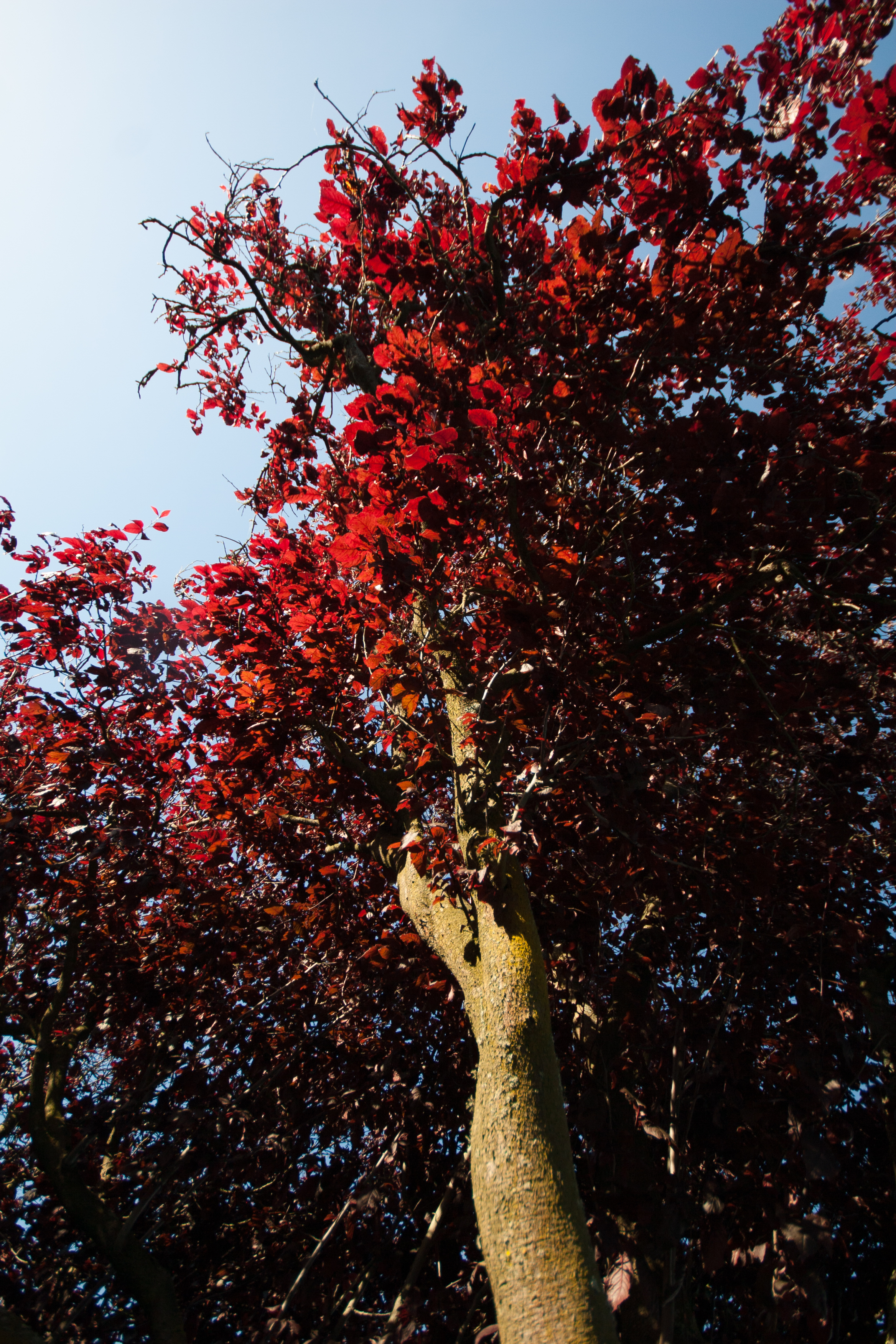 glowing red