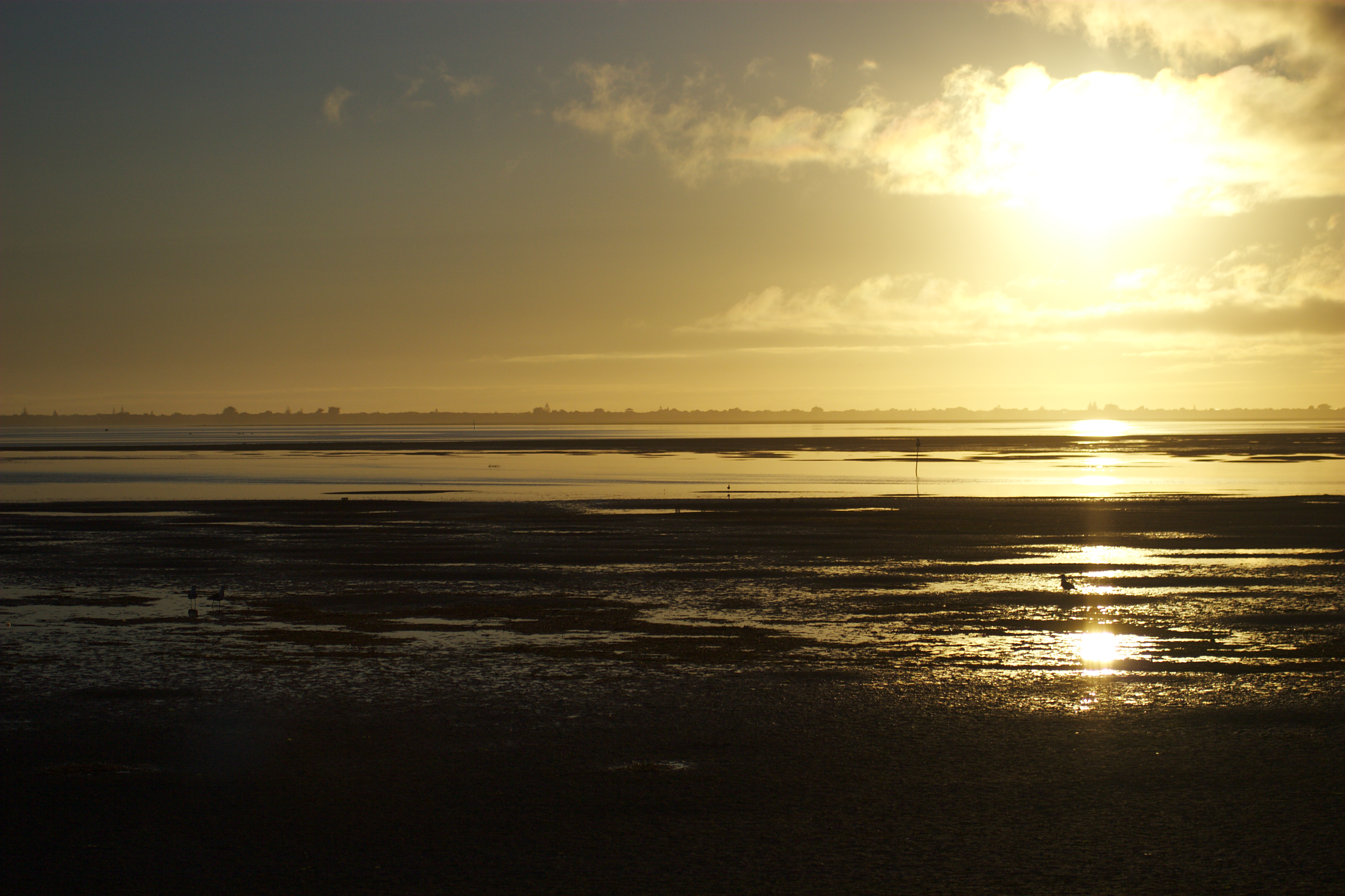 golden shores
