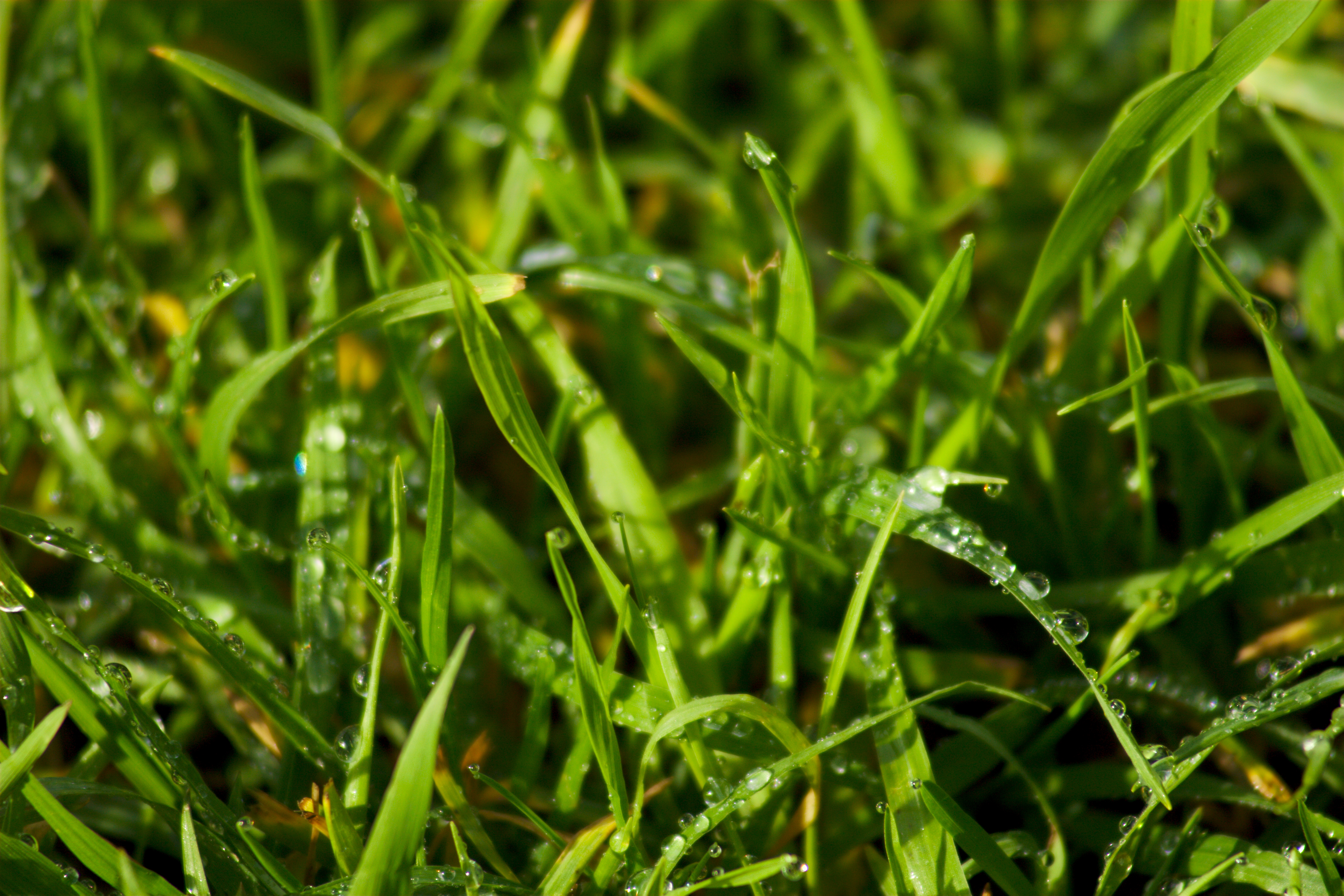 grass