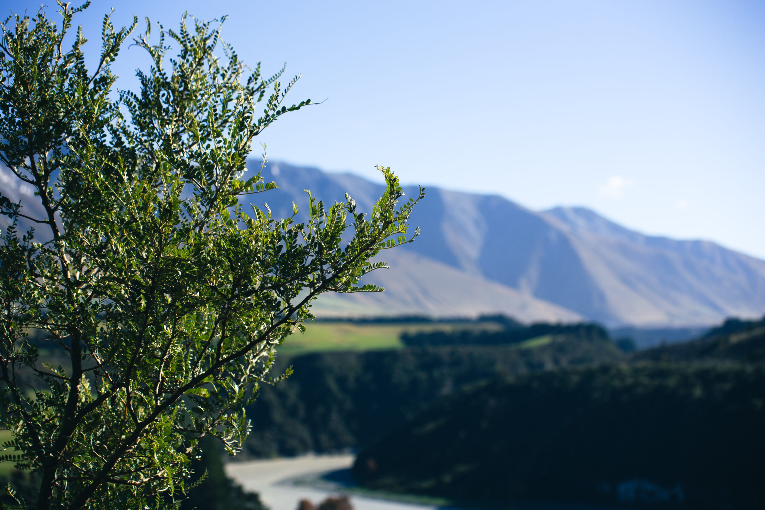 greenery