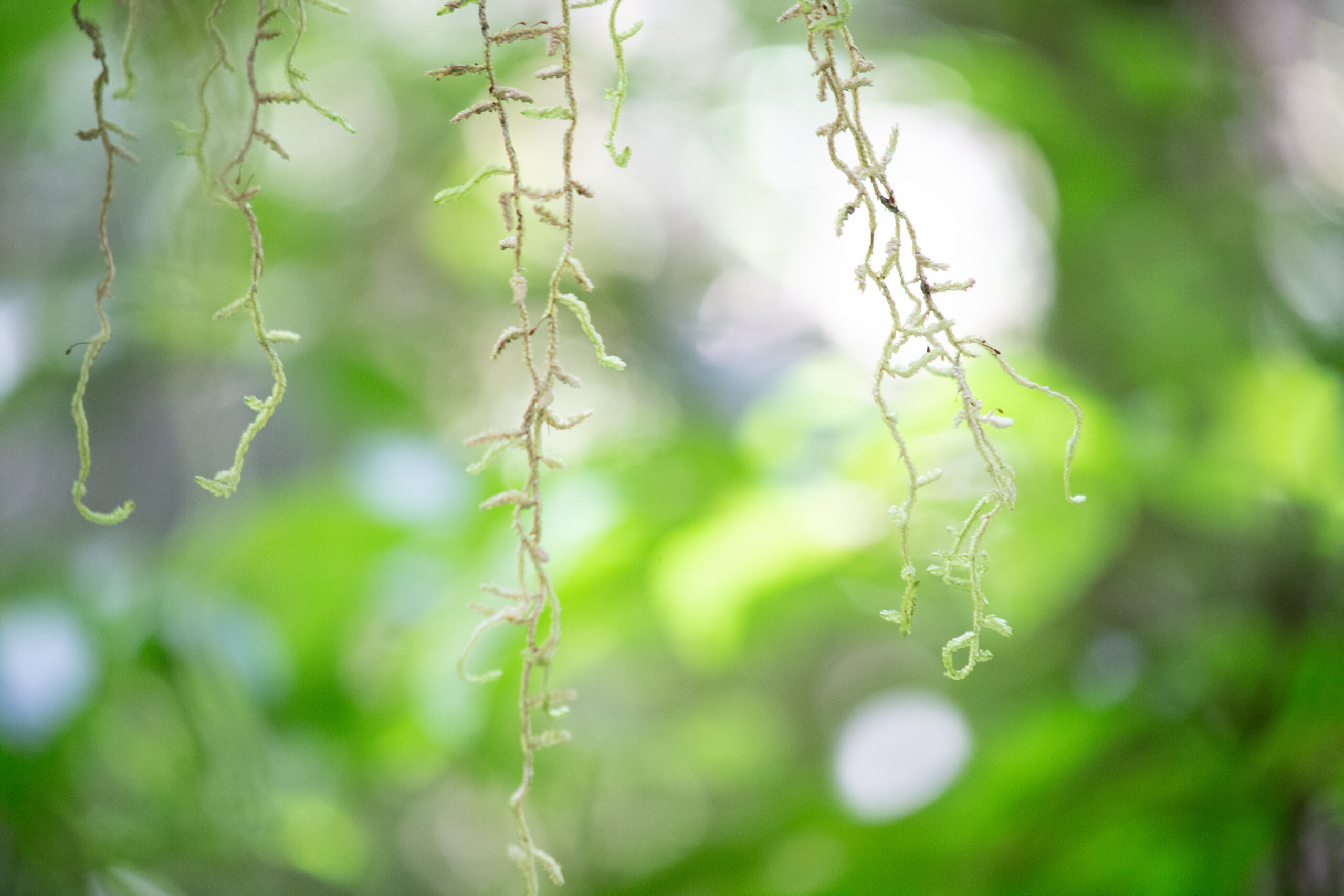 hanging down
