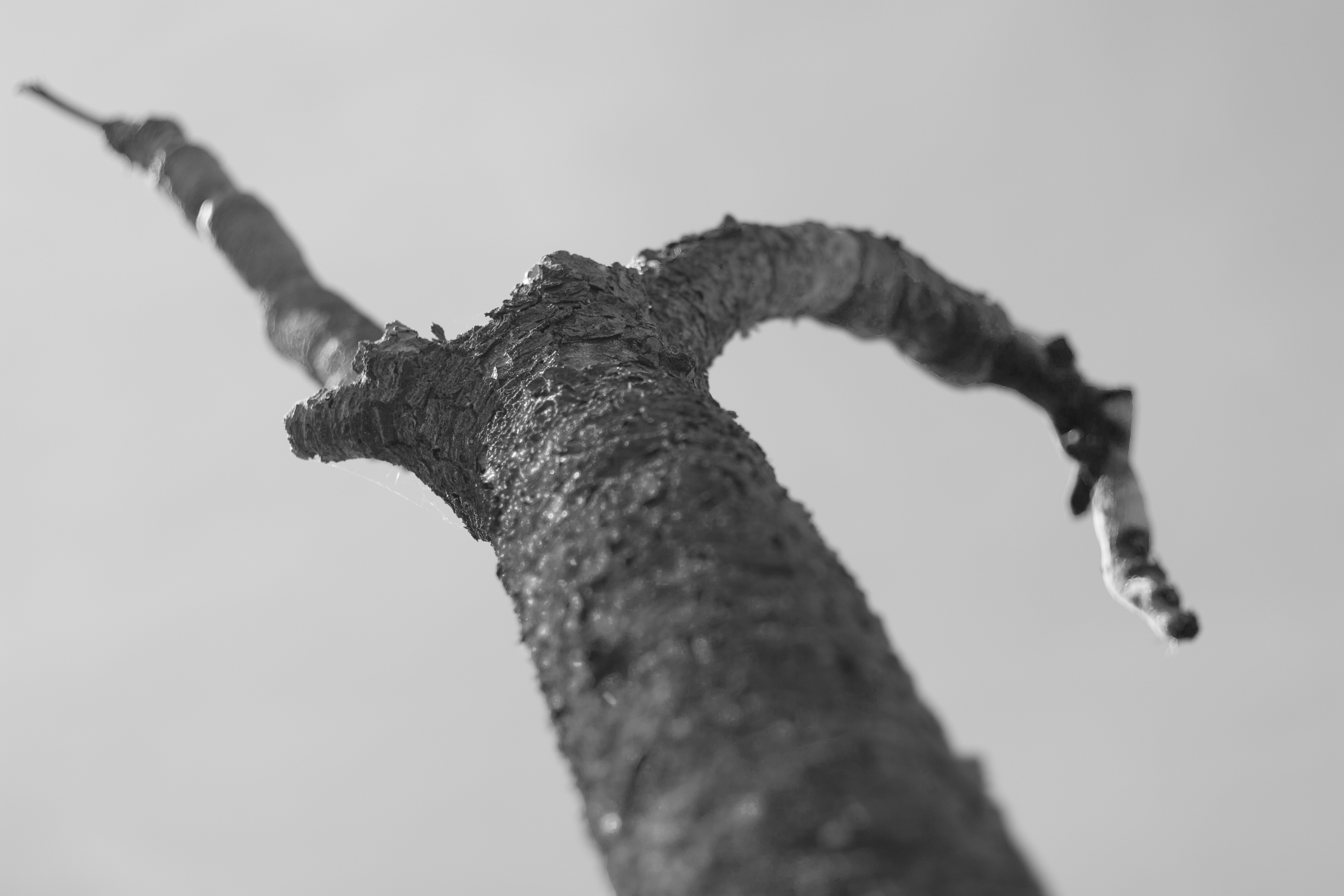 horned tree